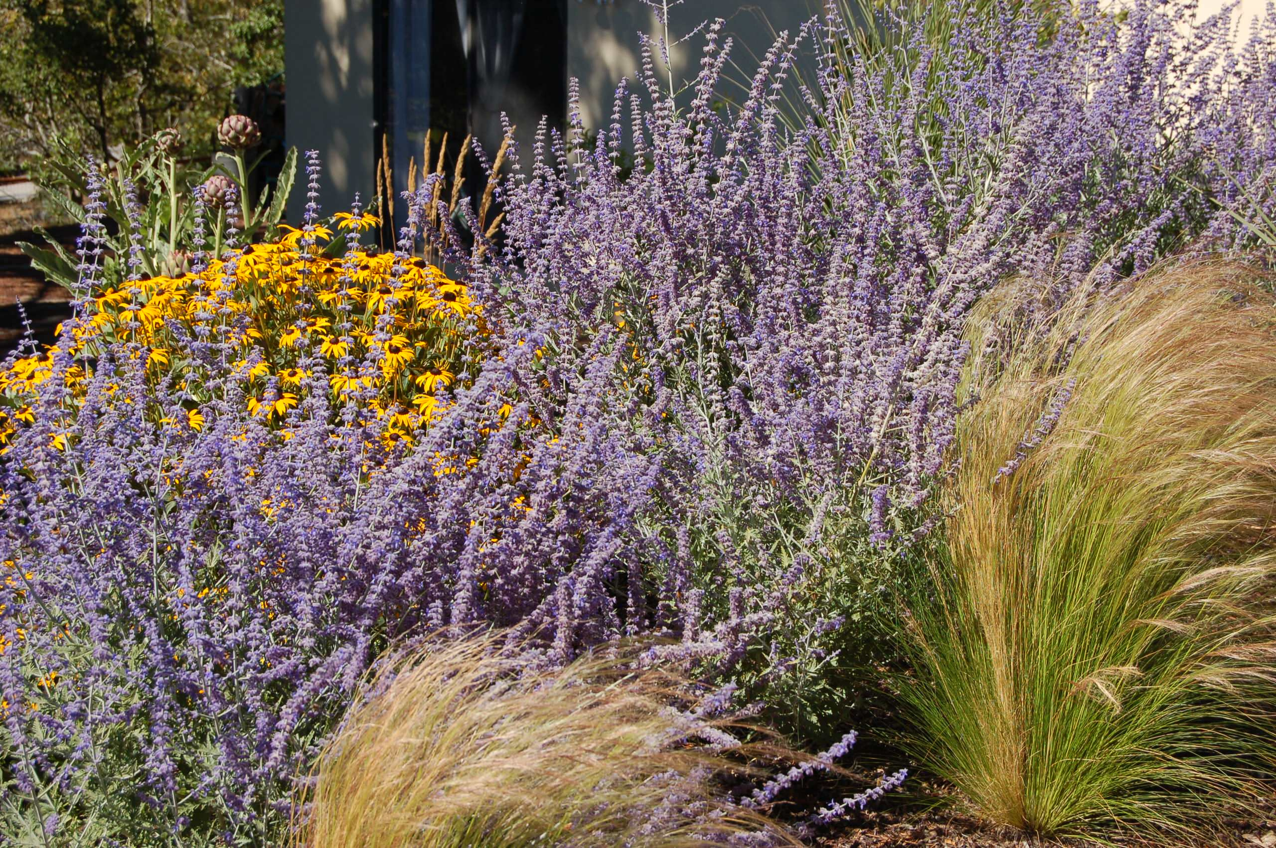 Как правильно: Посадочный материал для сада «новой волны»