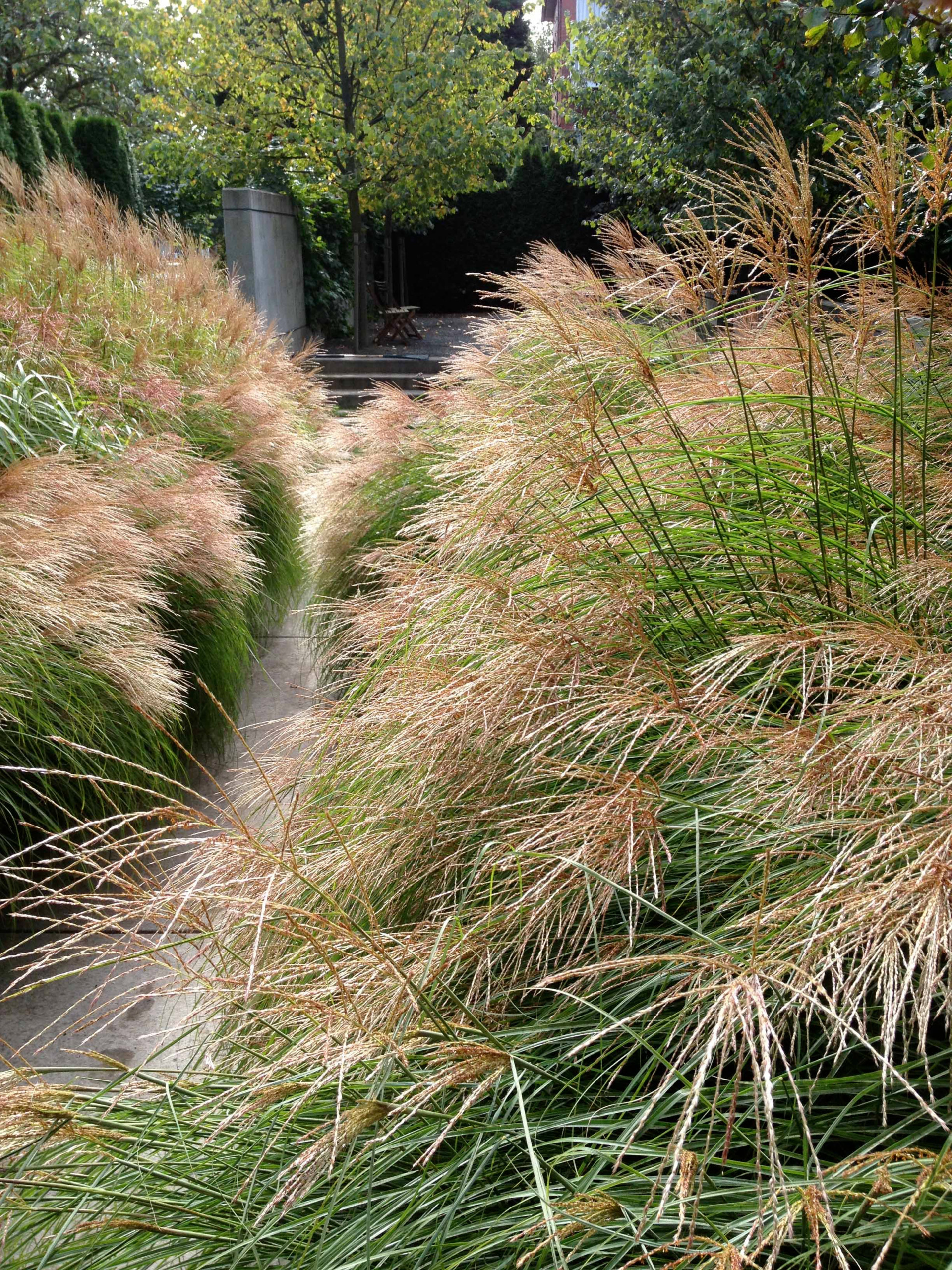 Как правильно: Посадочный материал для сада «новой волны»