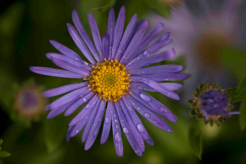 10 садовых цветов, за которыми можно почти не ухаживать