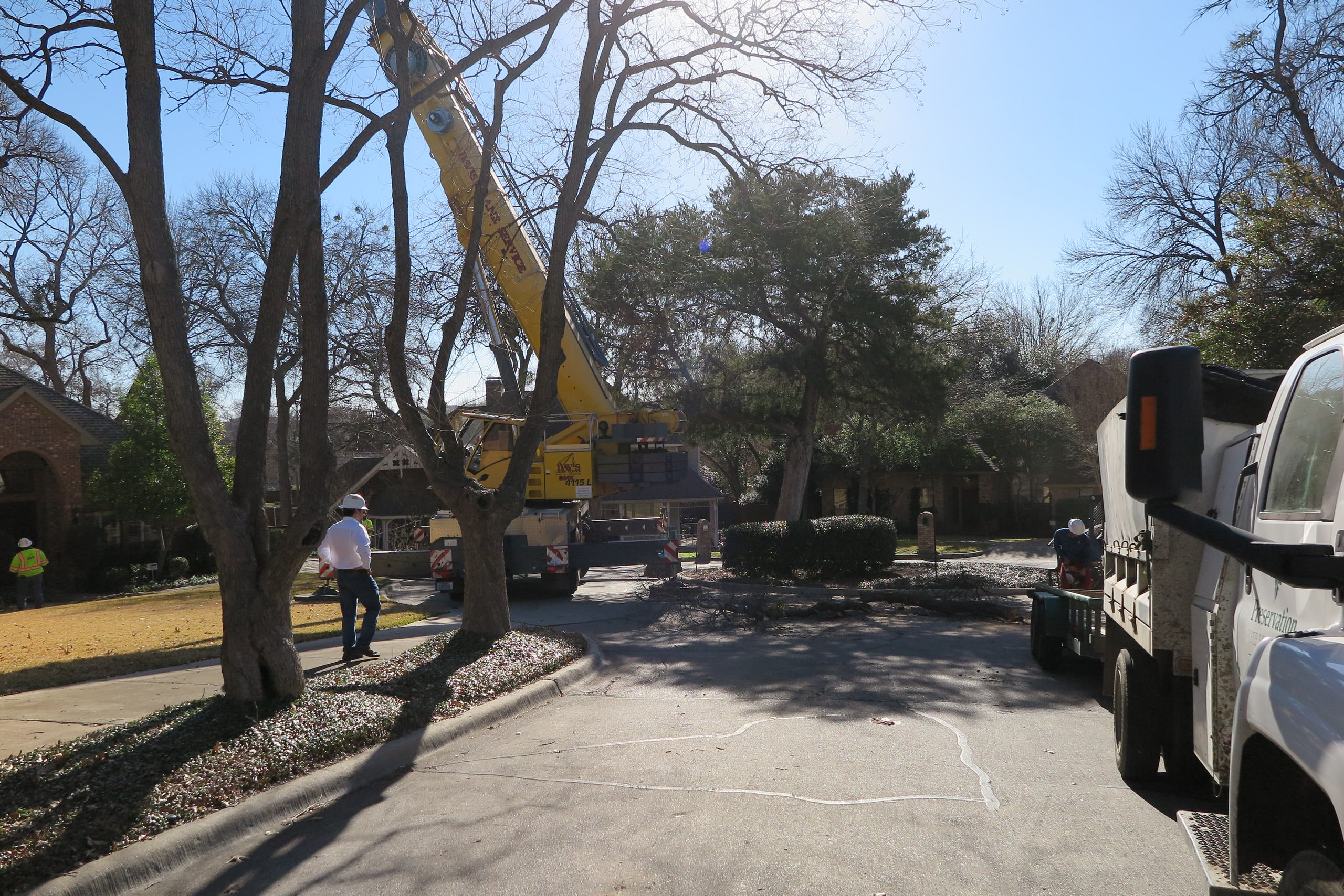 Родовое дерево: Как вырастить дуб из желудя, а сосну из семечка