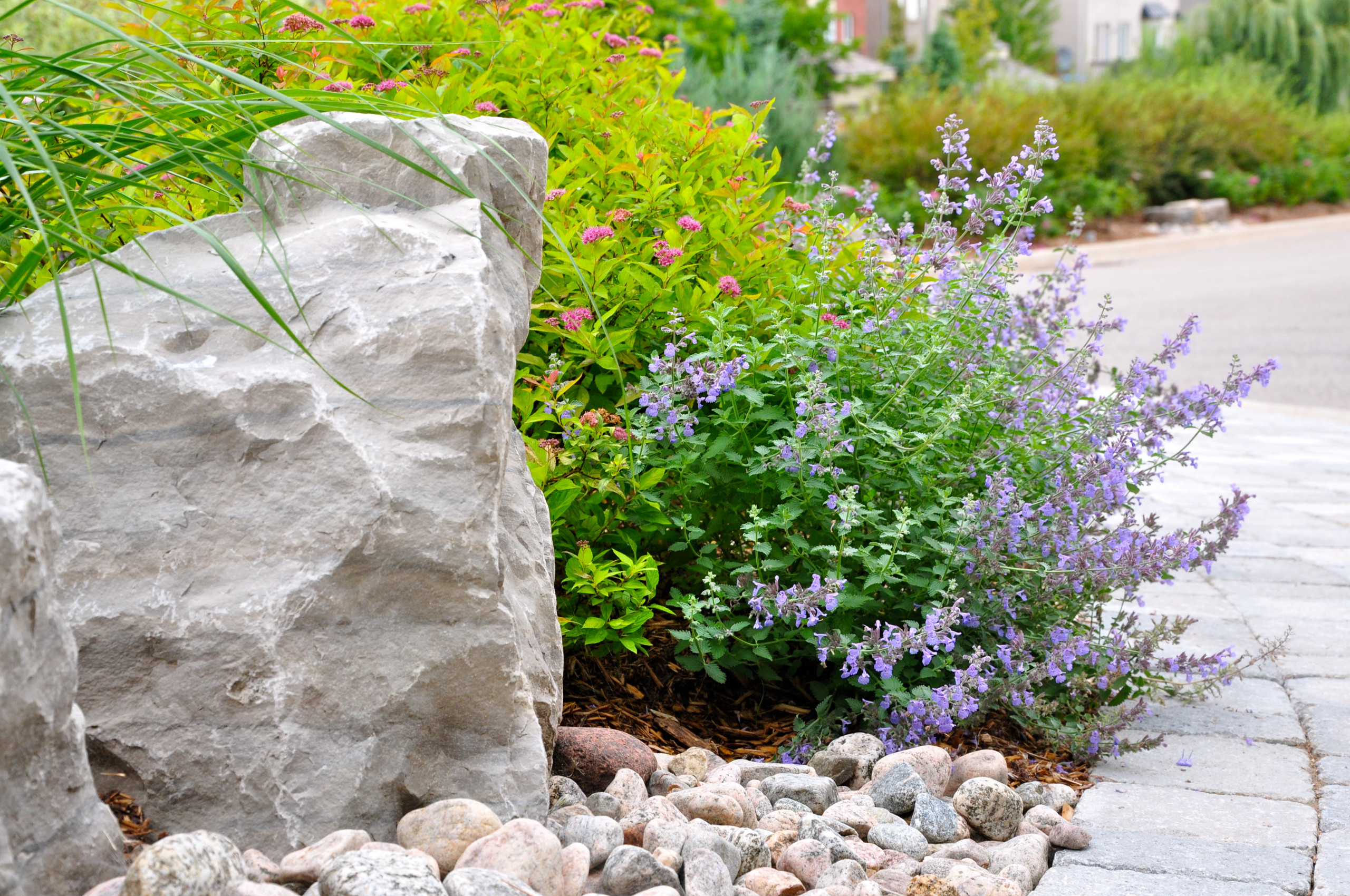 10 садовых цветов, за которыми можно почти не ухаживать