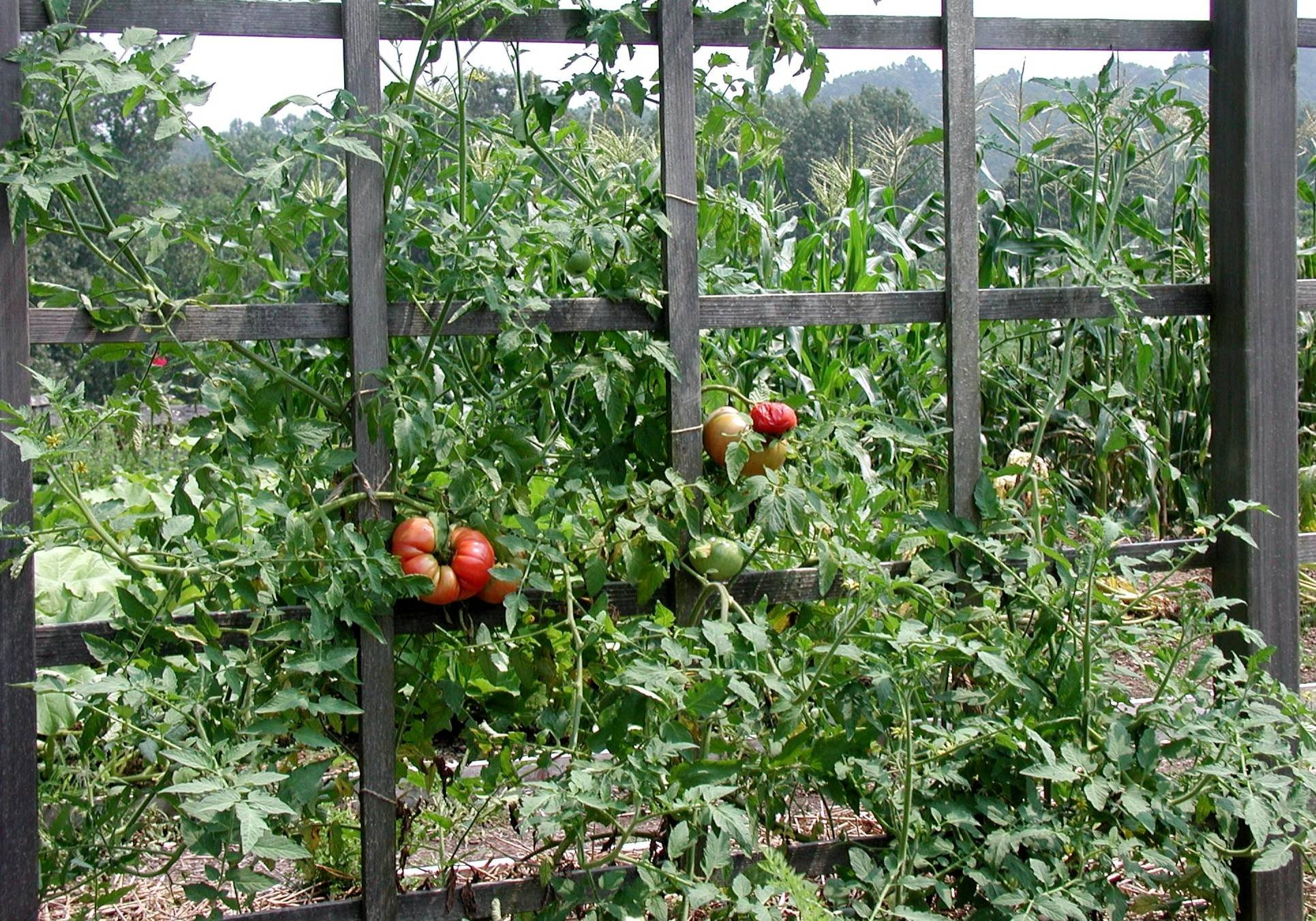 Пермакультура: Как использовать ее принципы на ваших 6 сотках