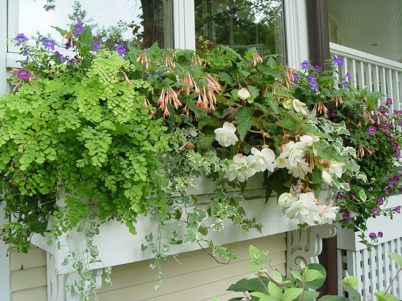 Фотоохота: 50 схем для высадки в летние кашпо