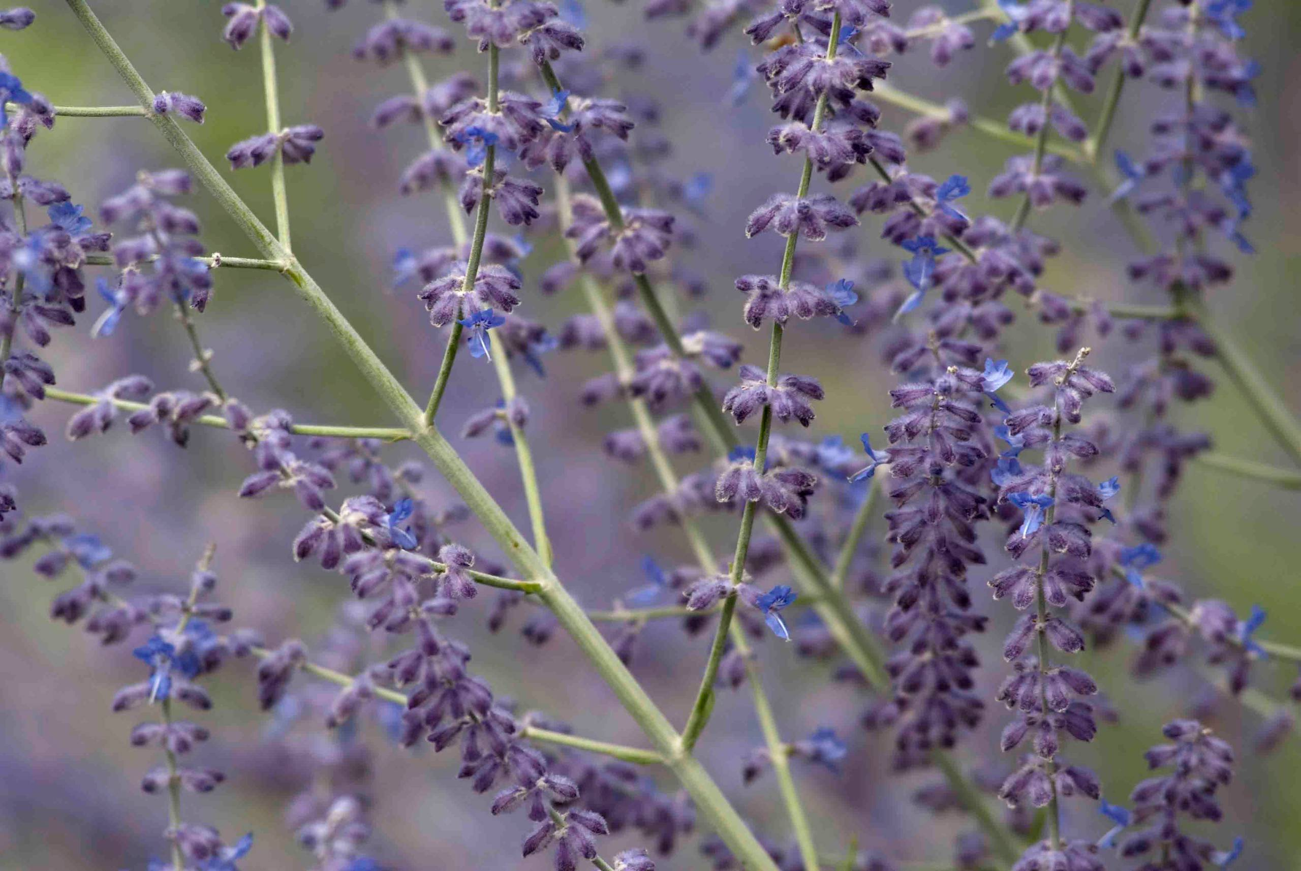 Как правильно: Посадочный материал для сада «новой волны»