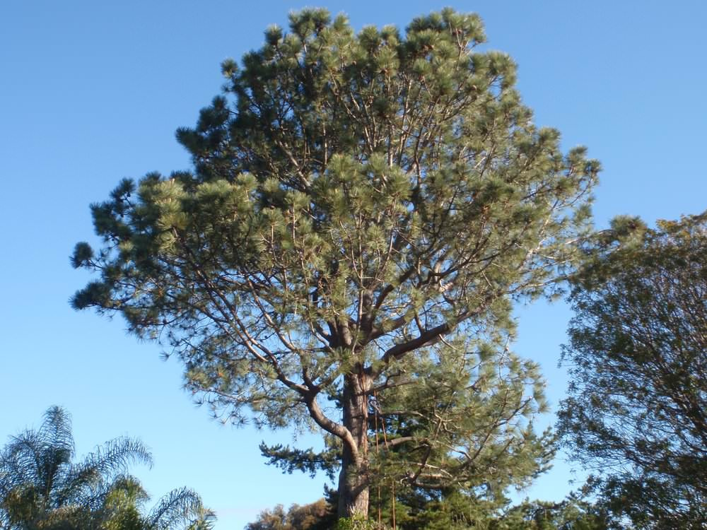 Родовое дерево: Как вырастить дуб из желудя, а сосну из семечка