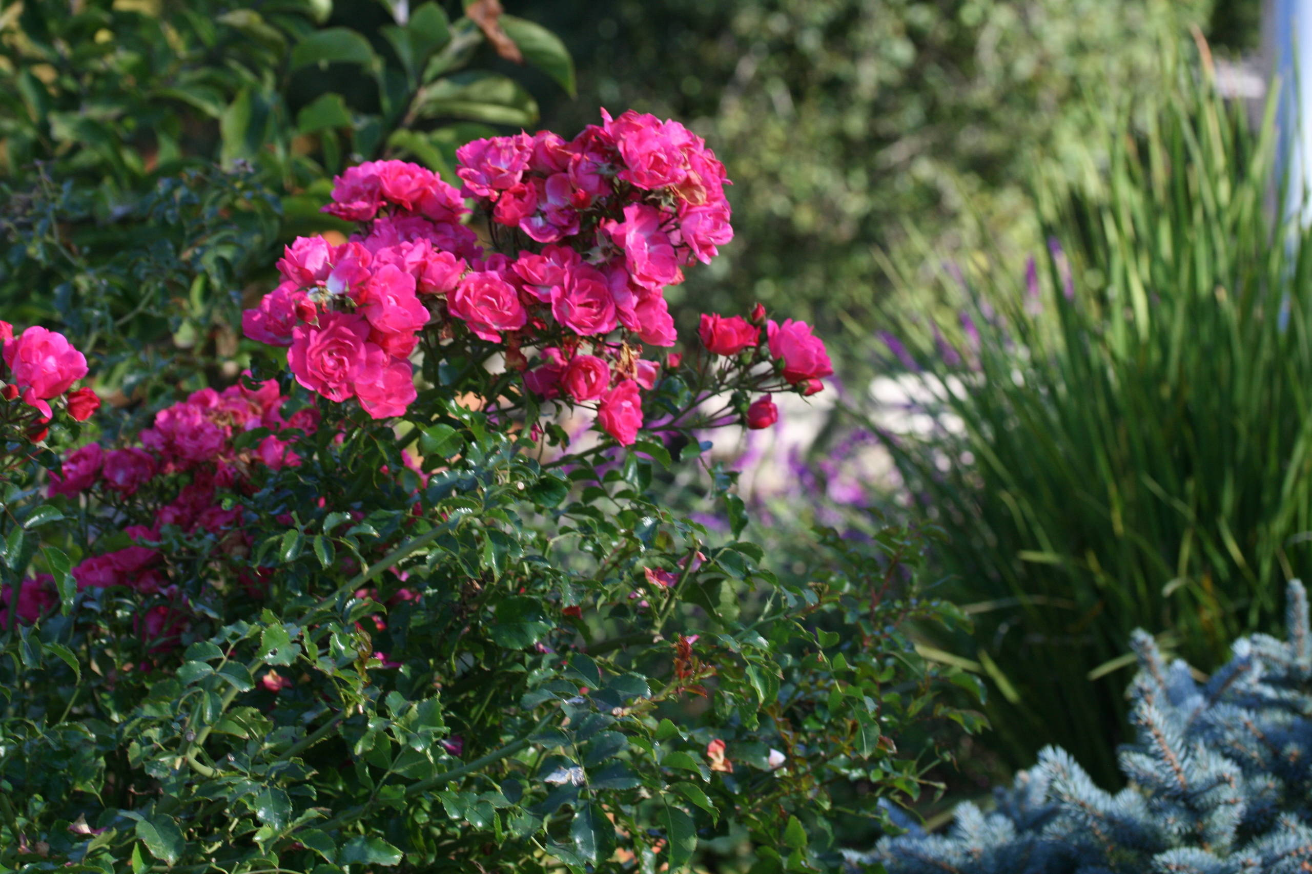 Как правильно: Сохранить саженцы роз до посадки