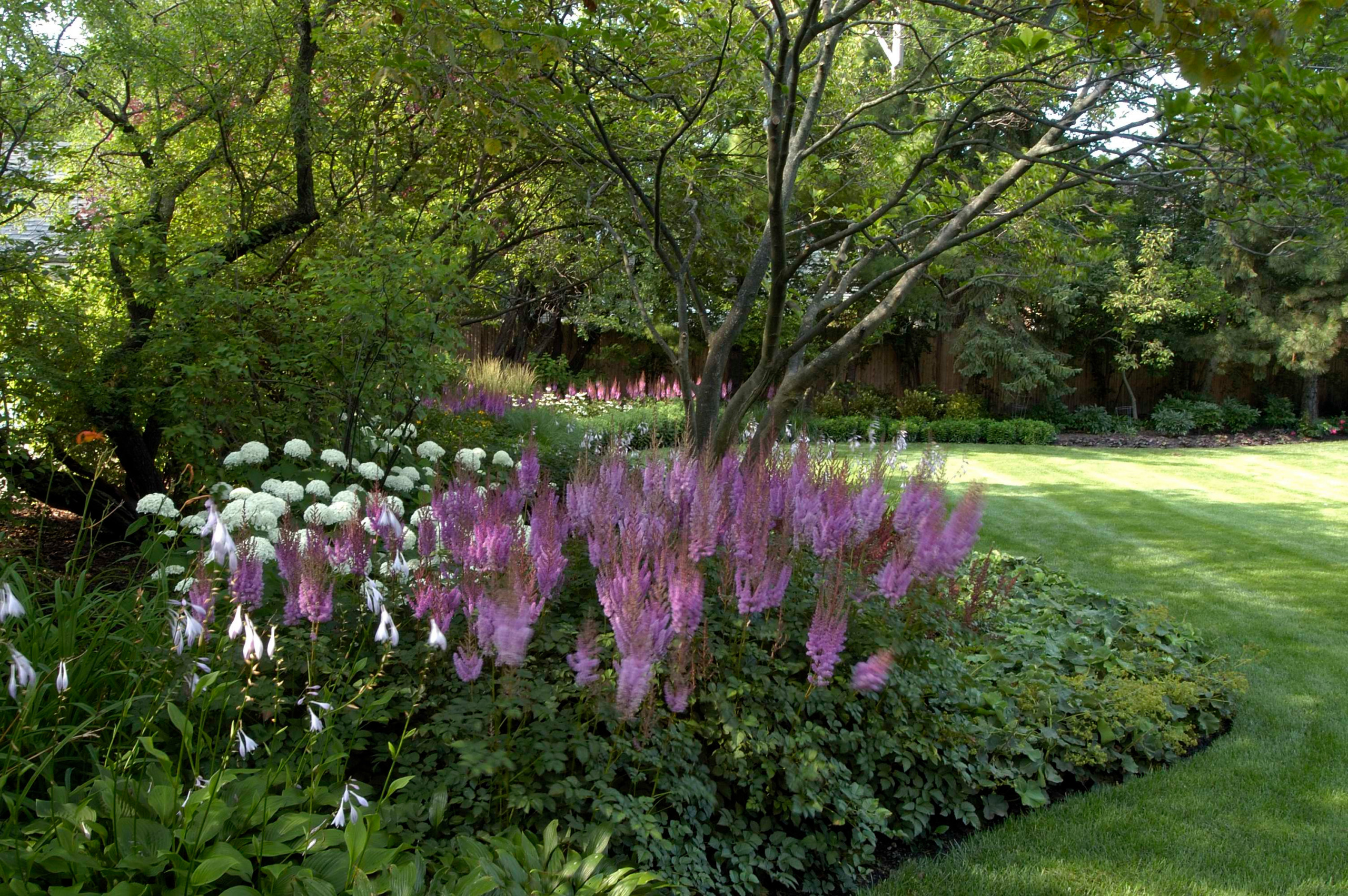 В закладки: Топ-10 цветущих растений для сада в тени