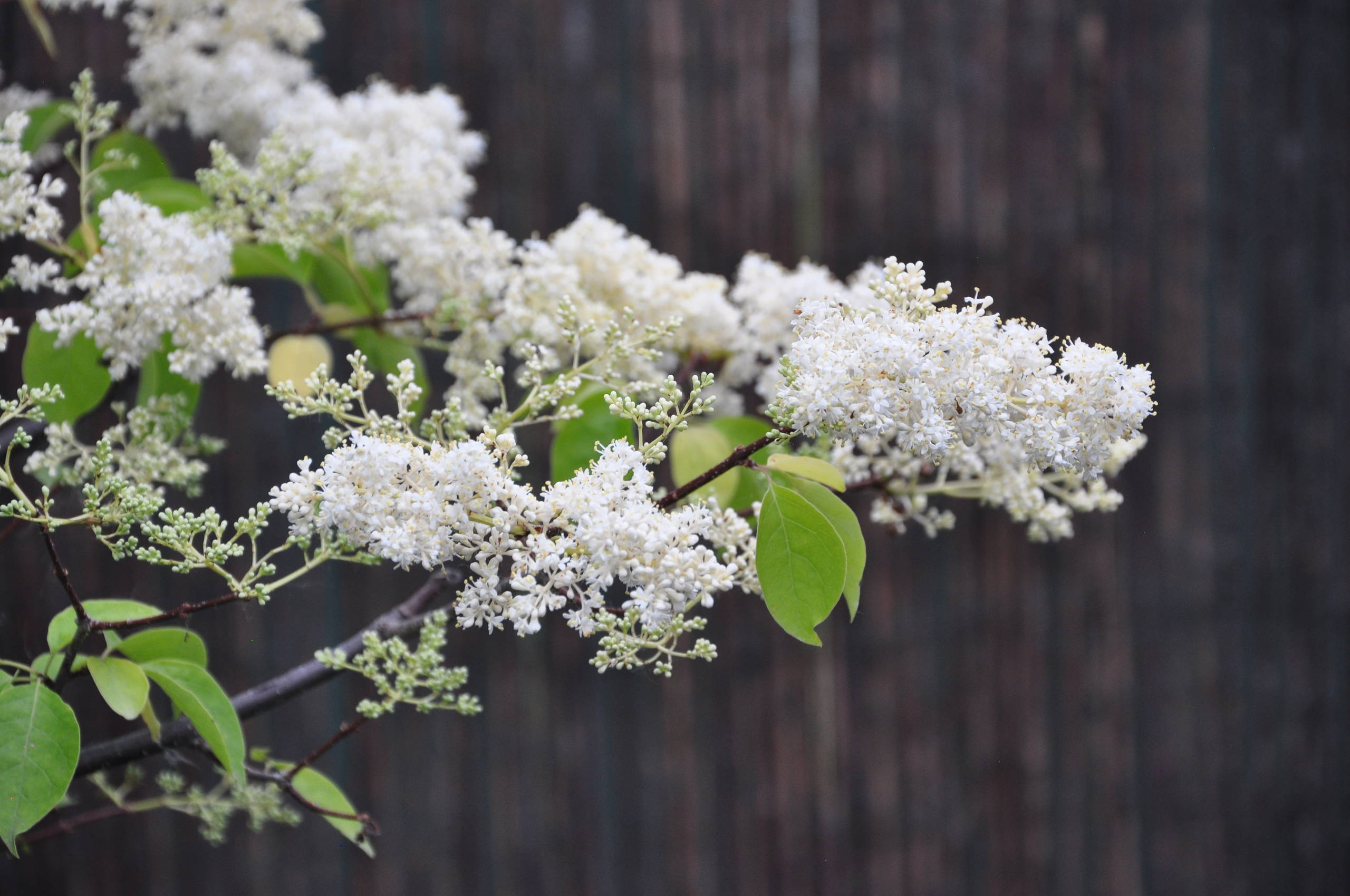 Как правильно: Выбрать и посадить сирень в своем саду