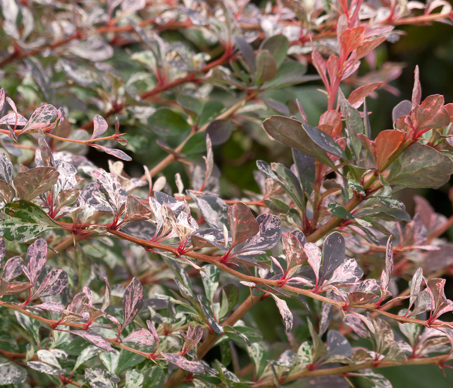 5 дизайн-решений для сада, от которых чаще всего отказываются
