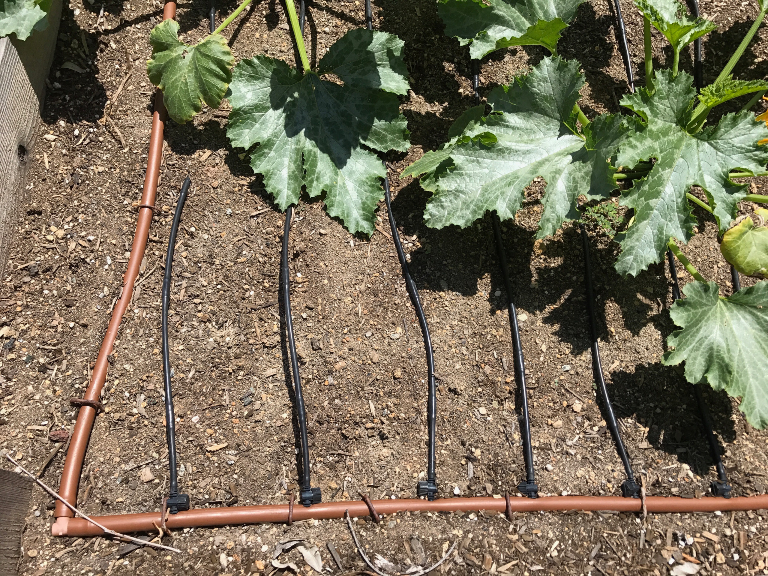 Зачем вам: Капельный полив на участке