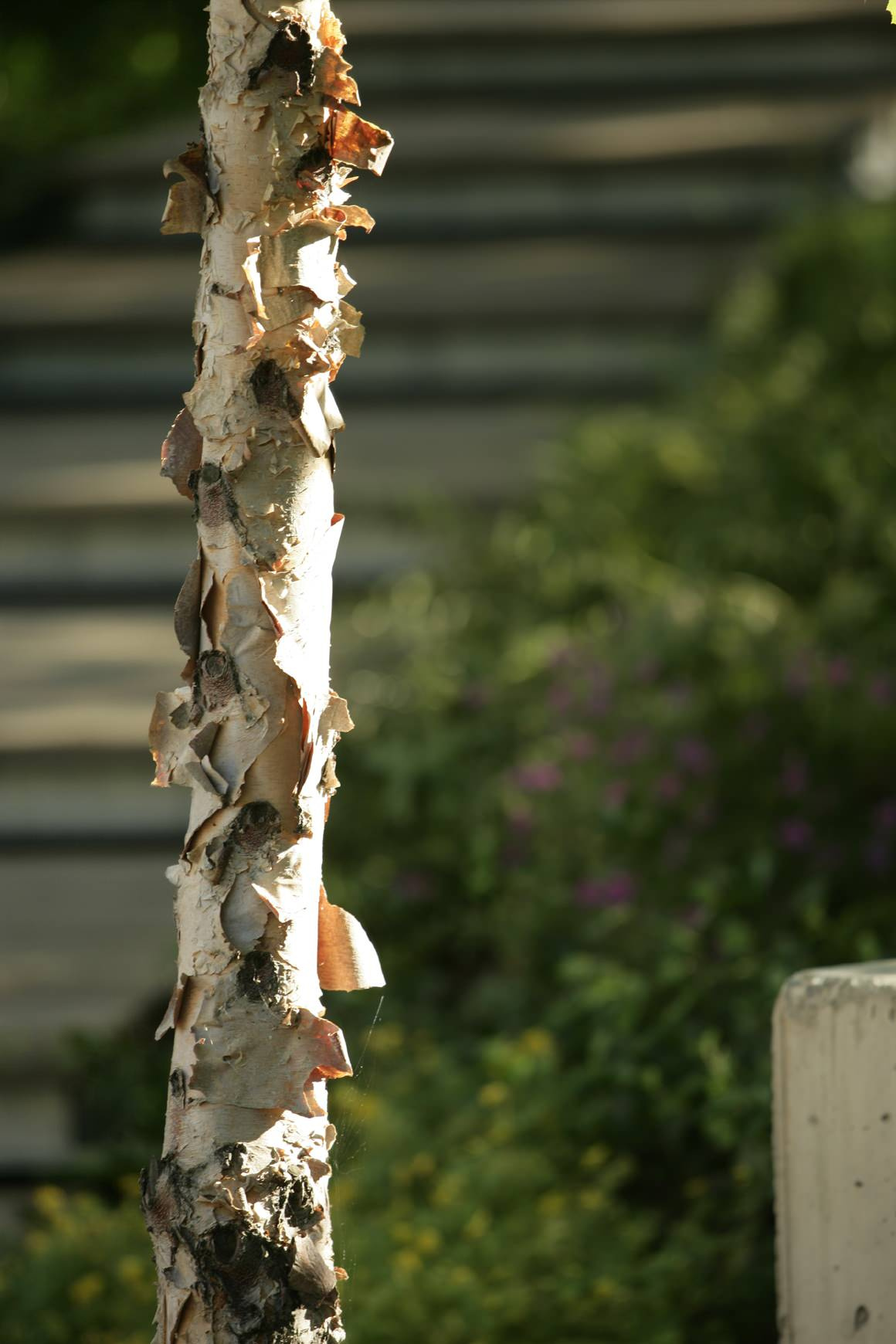 Сад на крыше: Как правильно выбрать растения