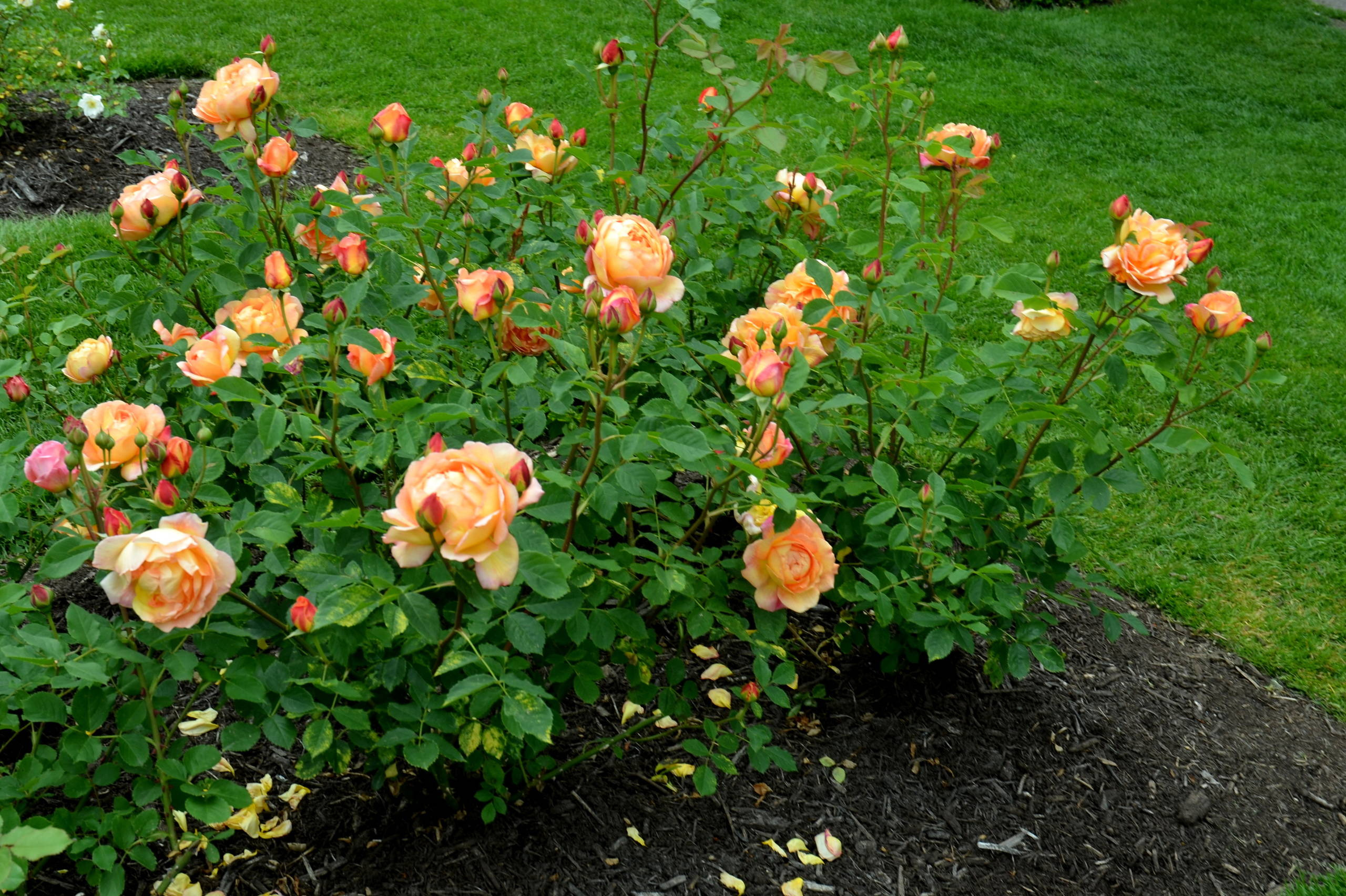 Как правильно: Ухаживать за розами летом