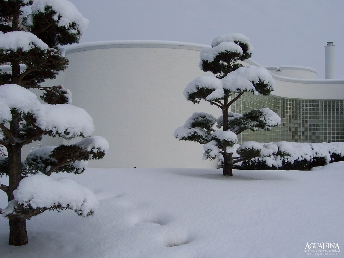 Принцип «изюм и тесто»: Как выбирать растения для сада