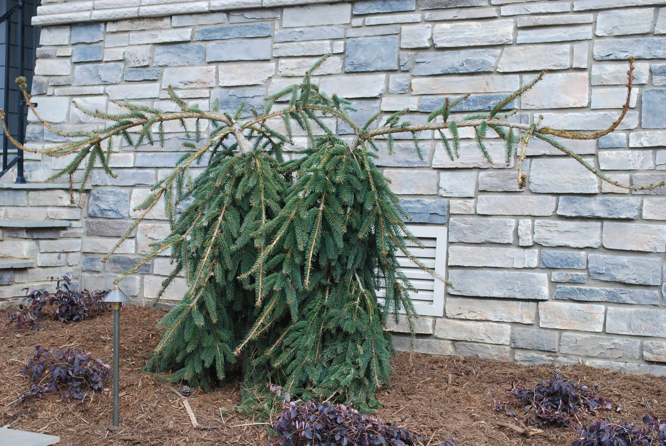 5 дизайн-решений для сада, от которых чаще всего отказываются