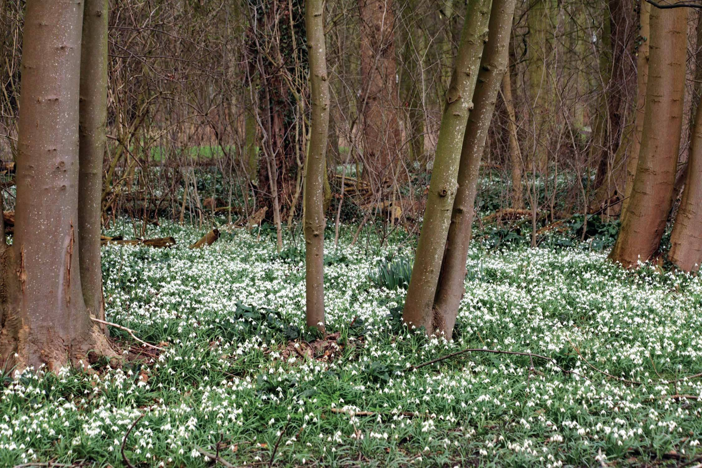 Хороший вопрос: Как спасти деревья на участке во время стройки дома