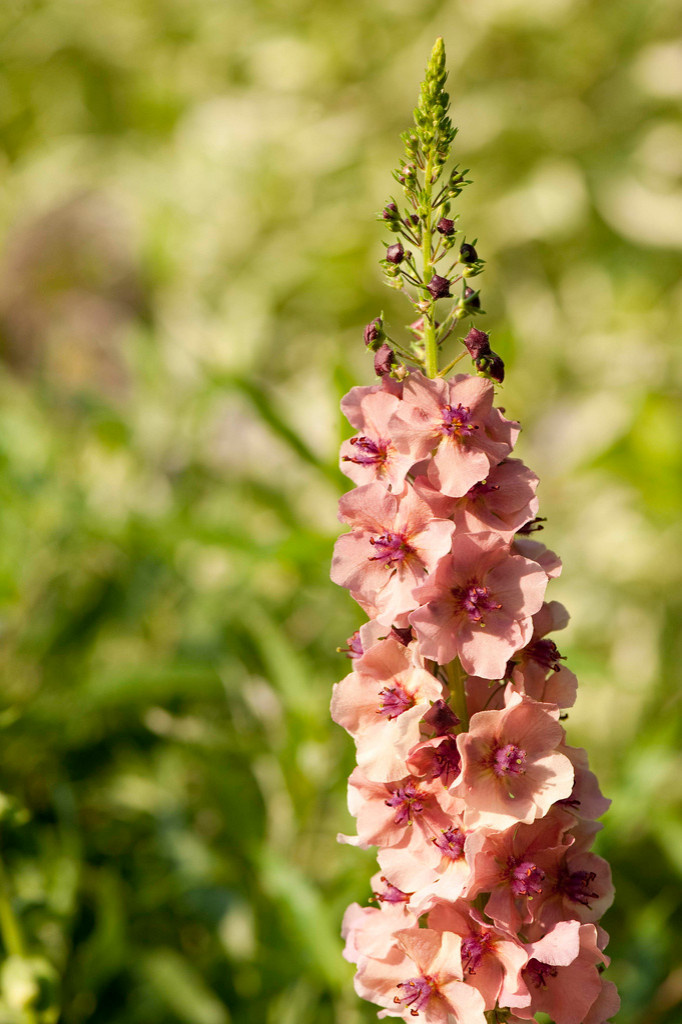 Ваш участок 10 соток? —Забудьте о саде «новой волны»