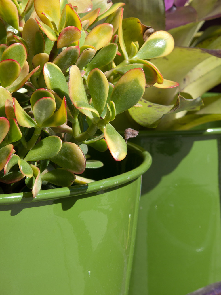 Как правильно: Помочь комнатным растениям пережить зиму