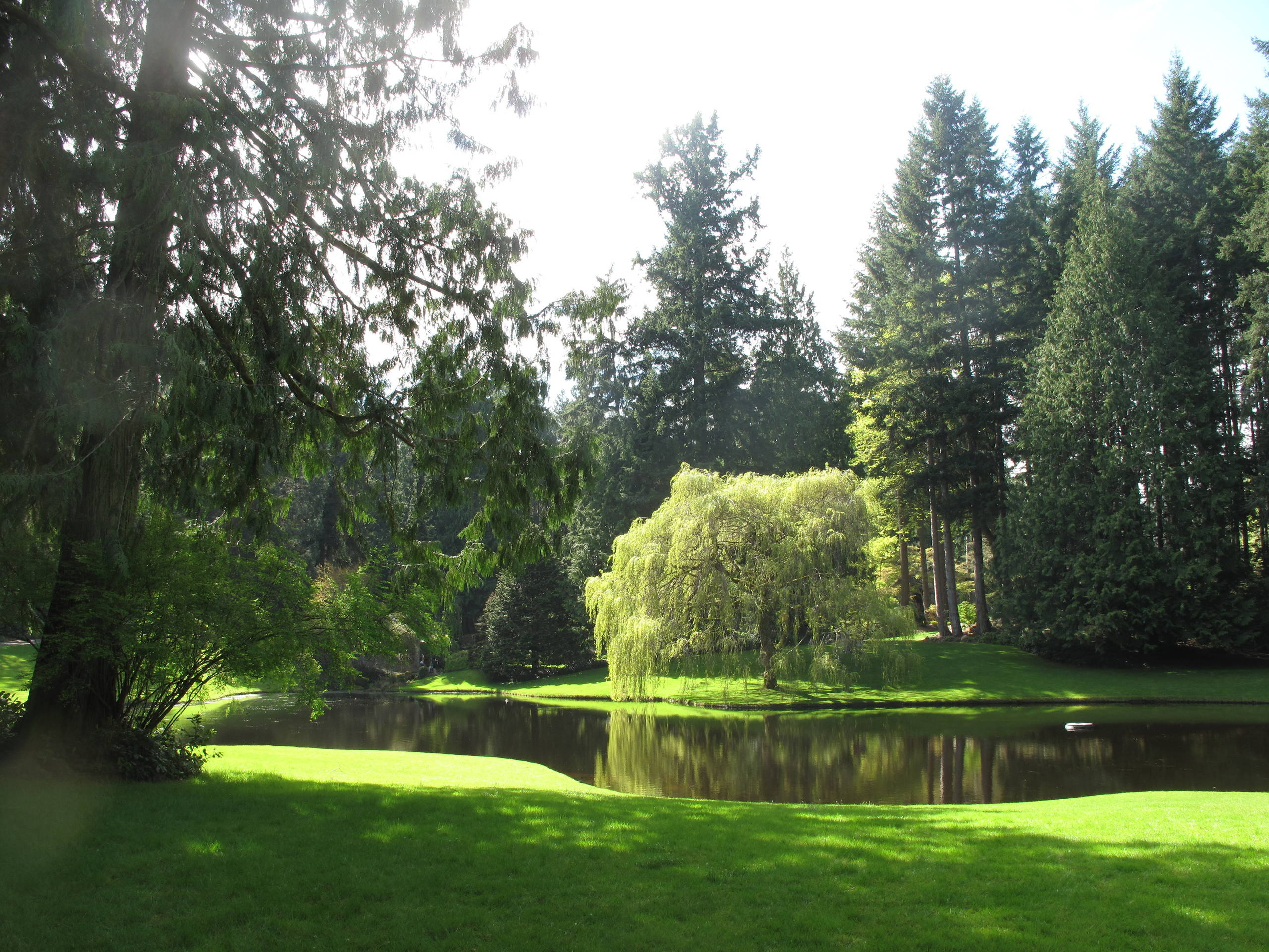 Родовое дерево: Как вырастить дуб из желудя, а сосну из семечка