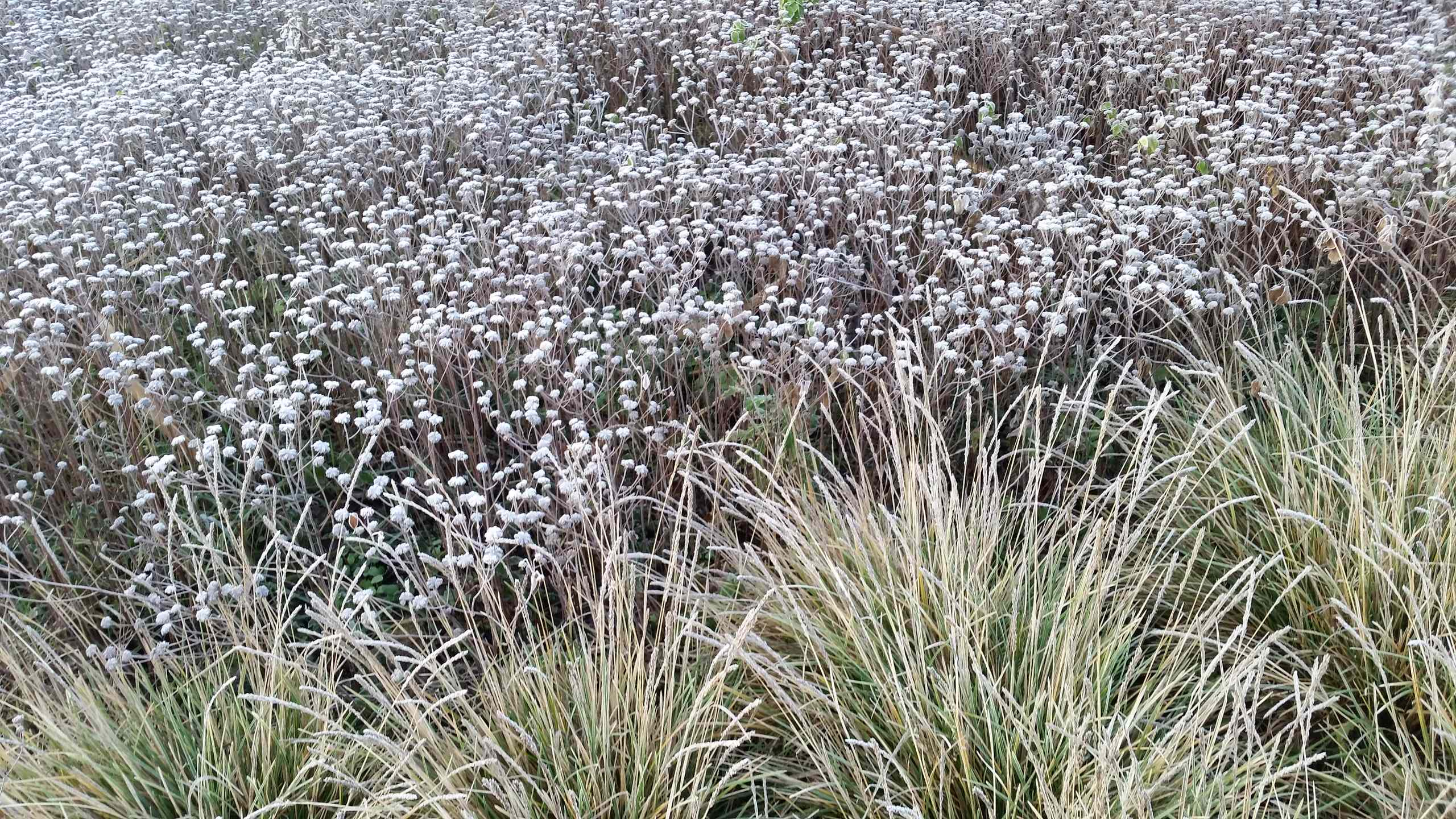 Тренд: Убирать миксбордеры по осени уже не модно