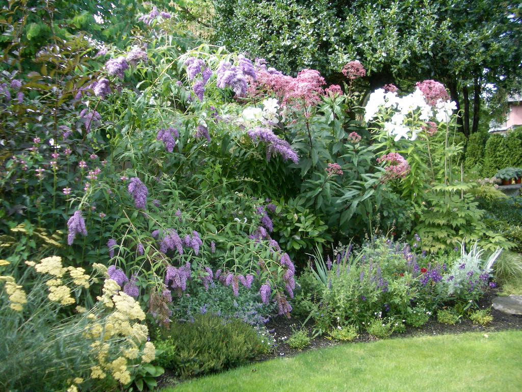 Сами не местные: 10 кустарников в зоне риска в Подмосковье