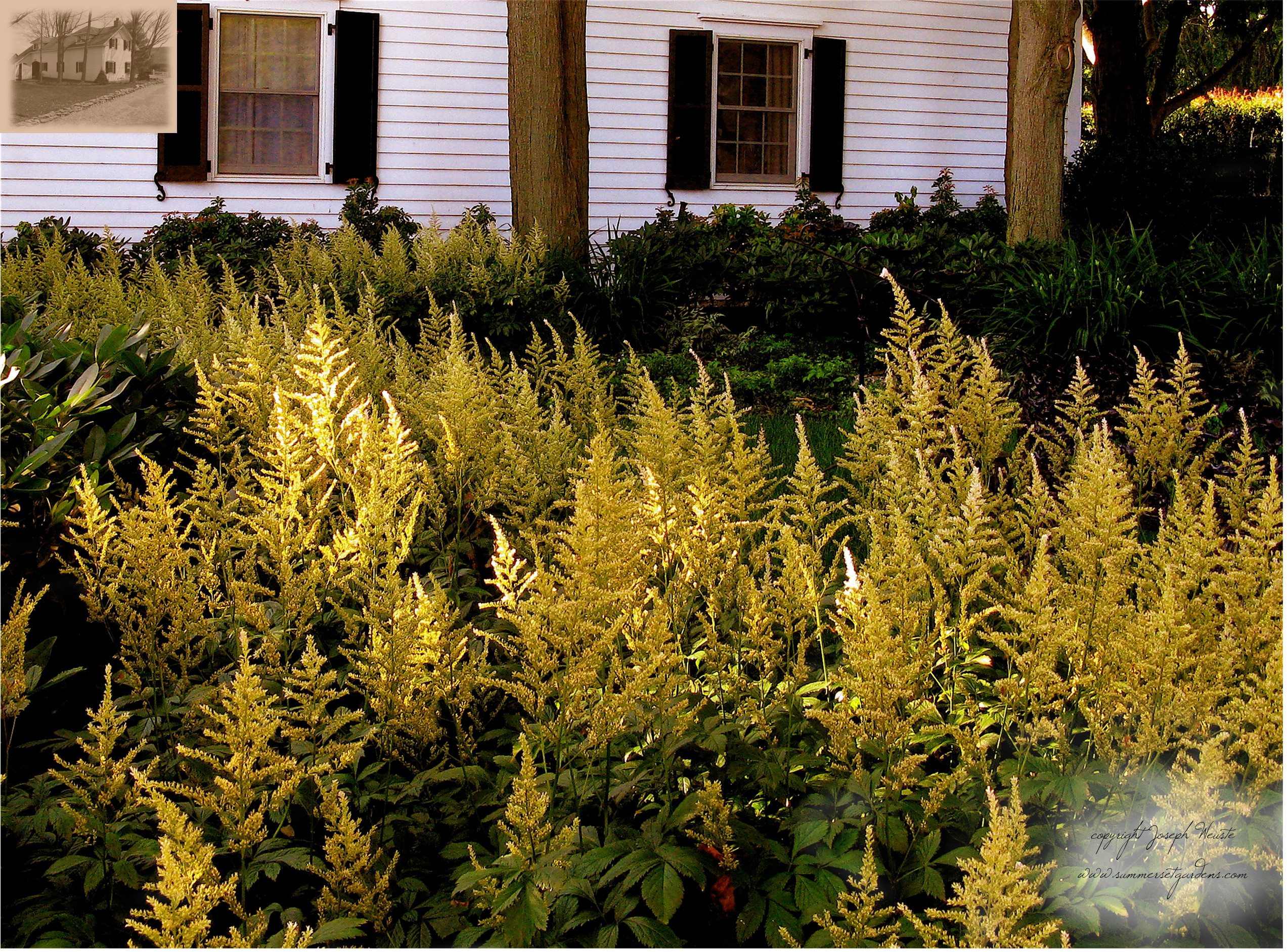 В закладки: Топ-10 цветущих растений для сада в тени