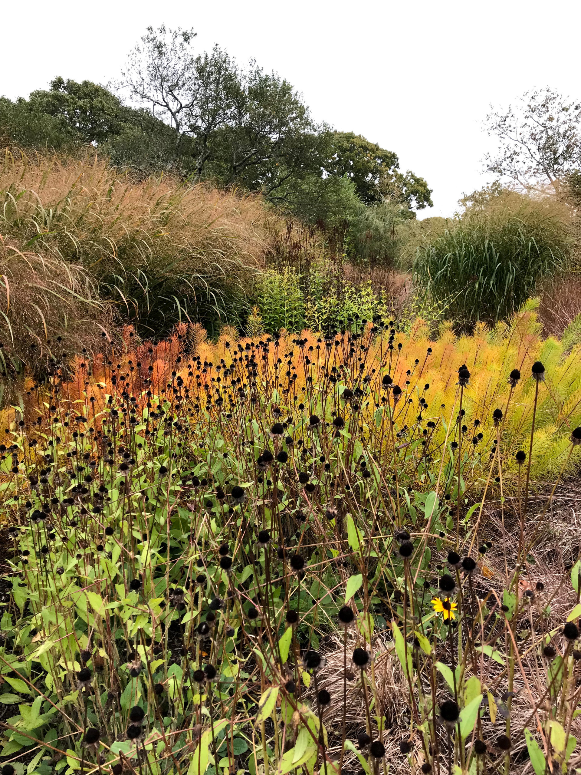 Как правильно: Посадочный материал для сада «новой волны»