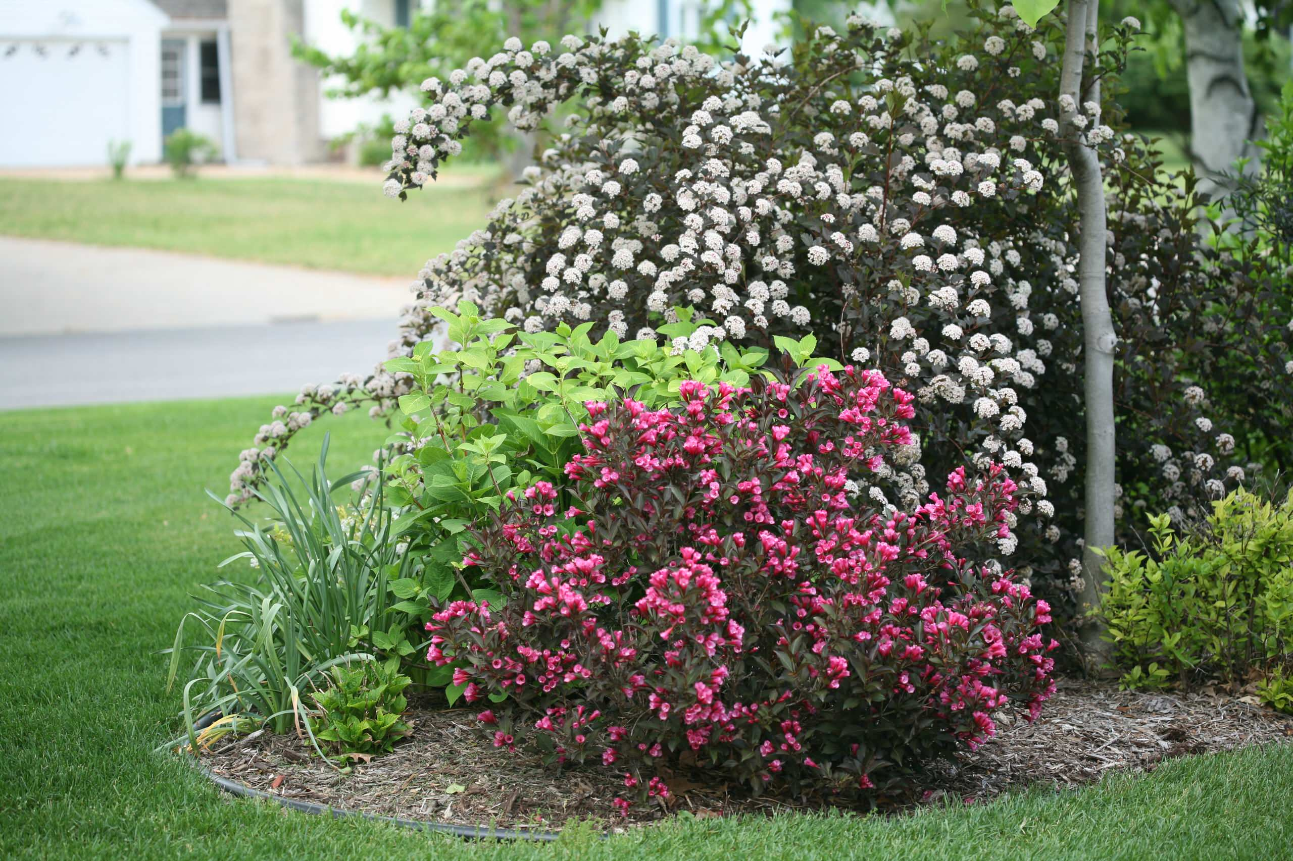 Сами не местные: 10 кустарников в зоне риска в Подмосковье