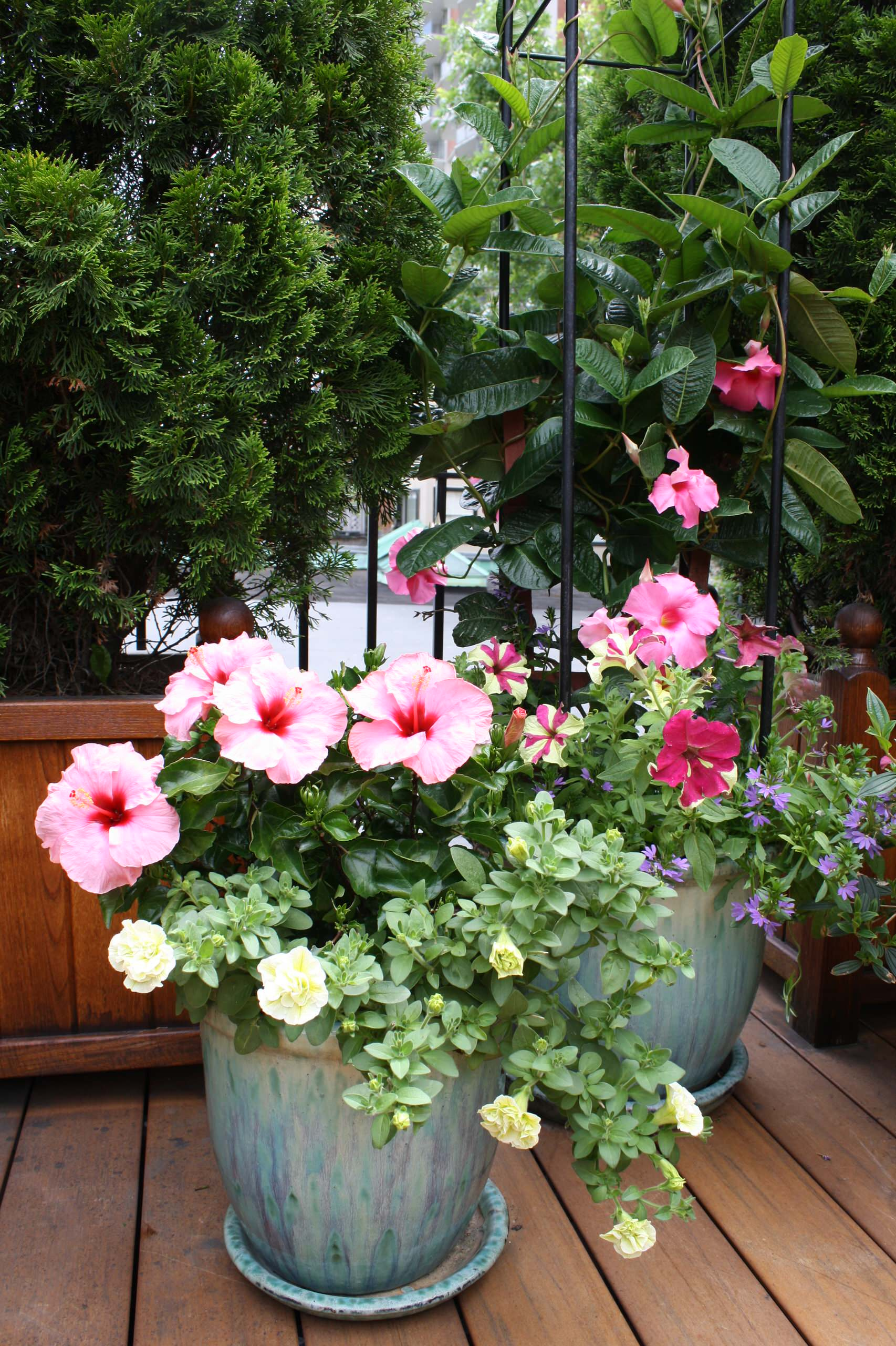 Фотоохота: 50 схем для высадки в летние кашпо