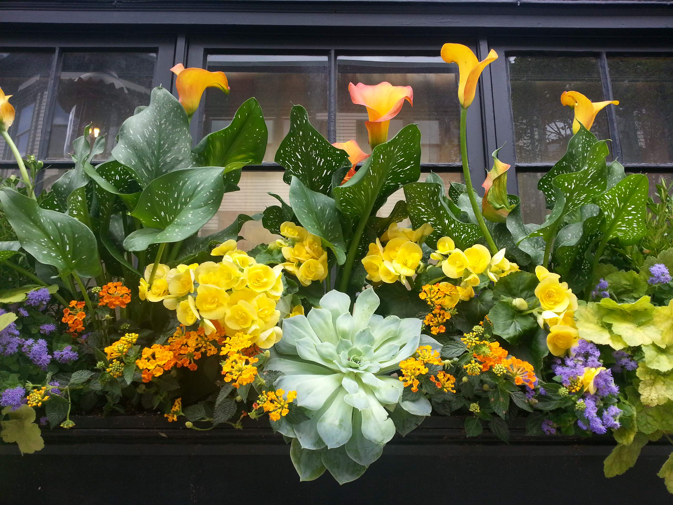 Фотоохота: 50 схем для высадки в летние кашпо