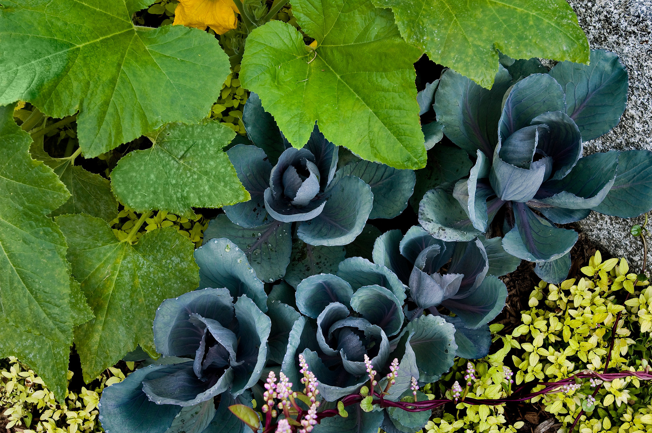 Дизайн-дебаты: Как сделать ландшафтный проект дешёвым в уходе