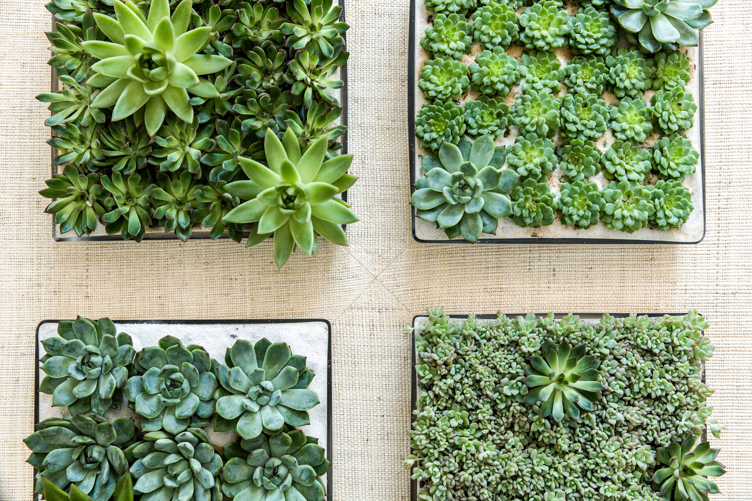 Как ухаживать за суккулентами в домашних условиях