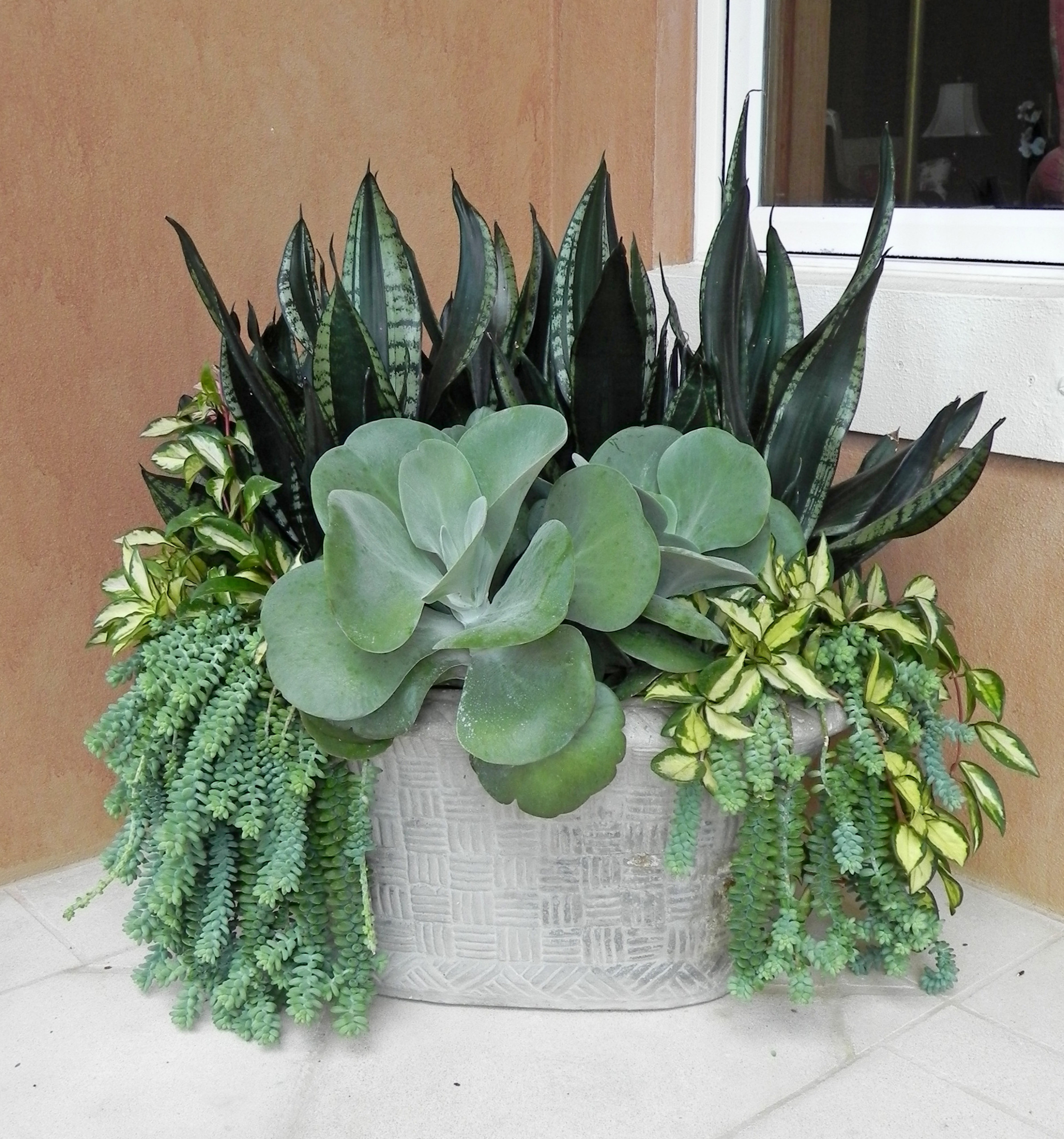 Пересадка комнатных растений: Что я делаю не так