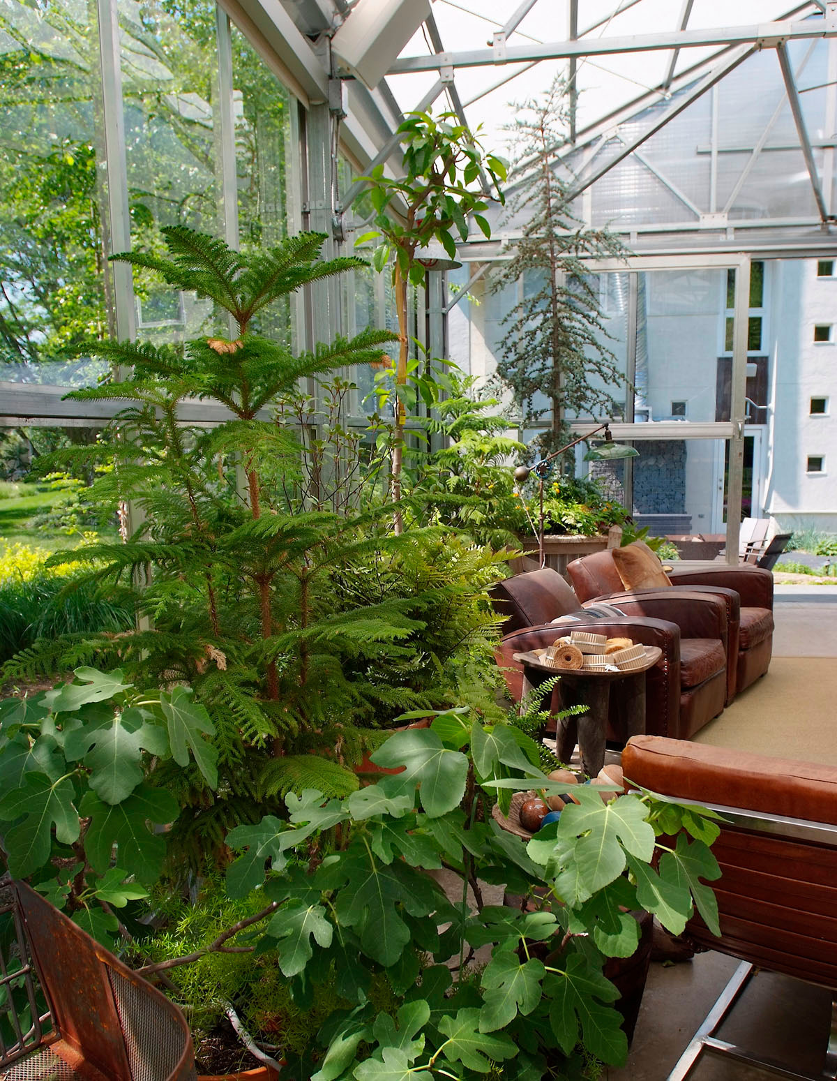 Зеленый шум: Создаем мини-сад в доме