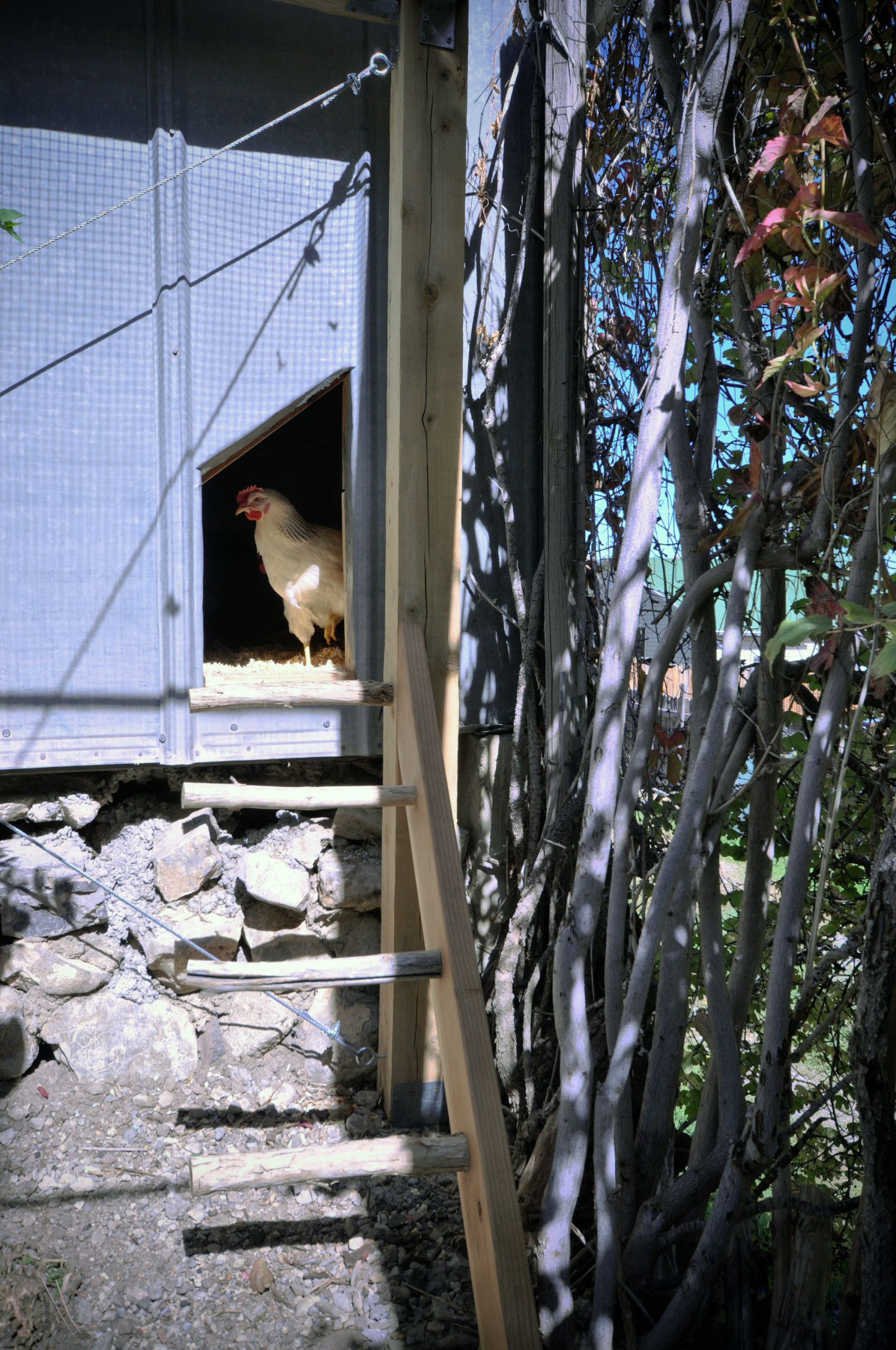 Вопрос: Как построить курятник своими руками