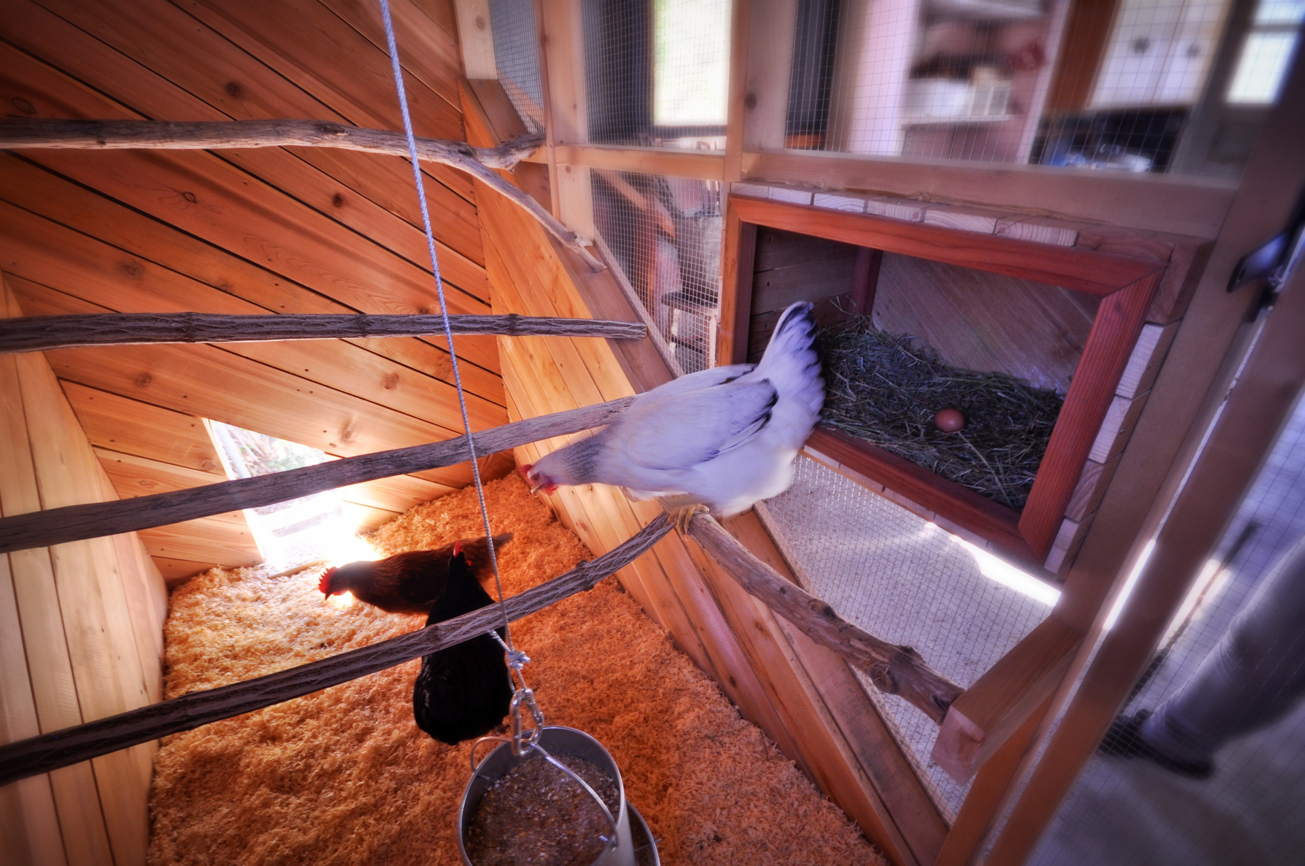 Вопрос: Как построить курятник своими руками