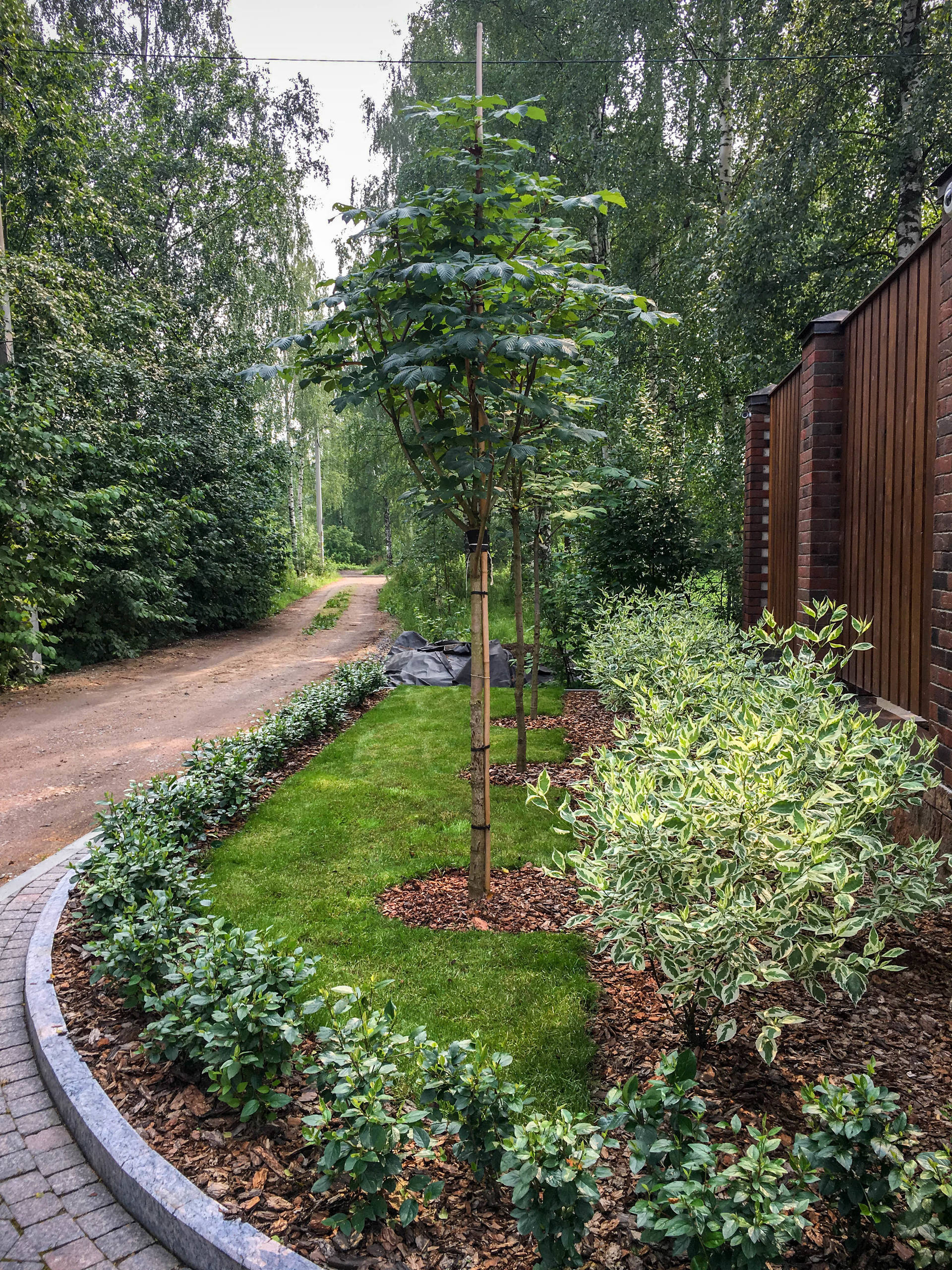 Как правильно: Пересадить взрослые деревья и кустарники