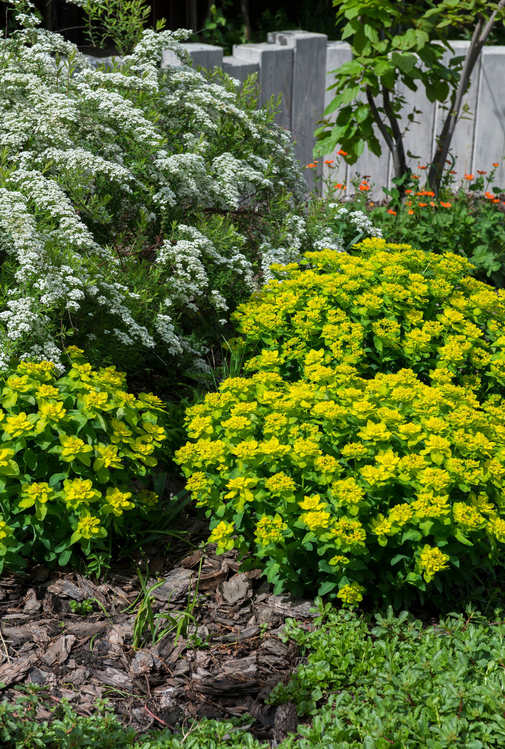 Проект недели: Трехлетний сад под Томском