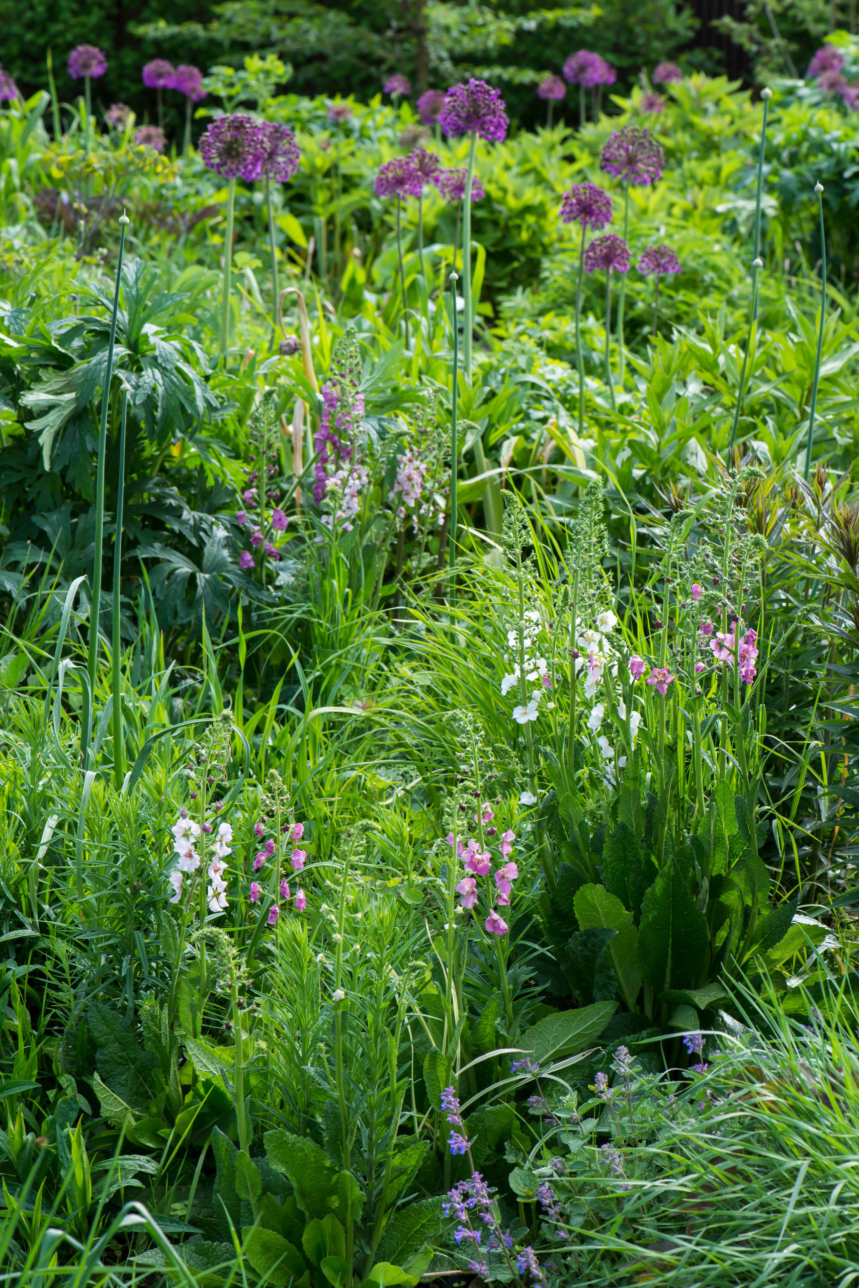Проект недели: Трехлетний сад под Томском