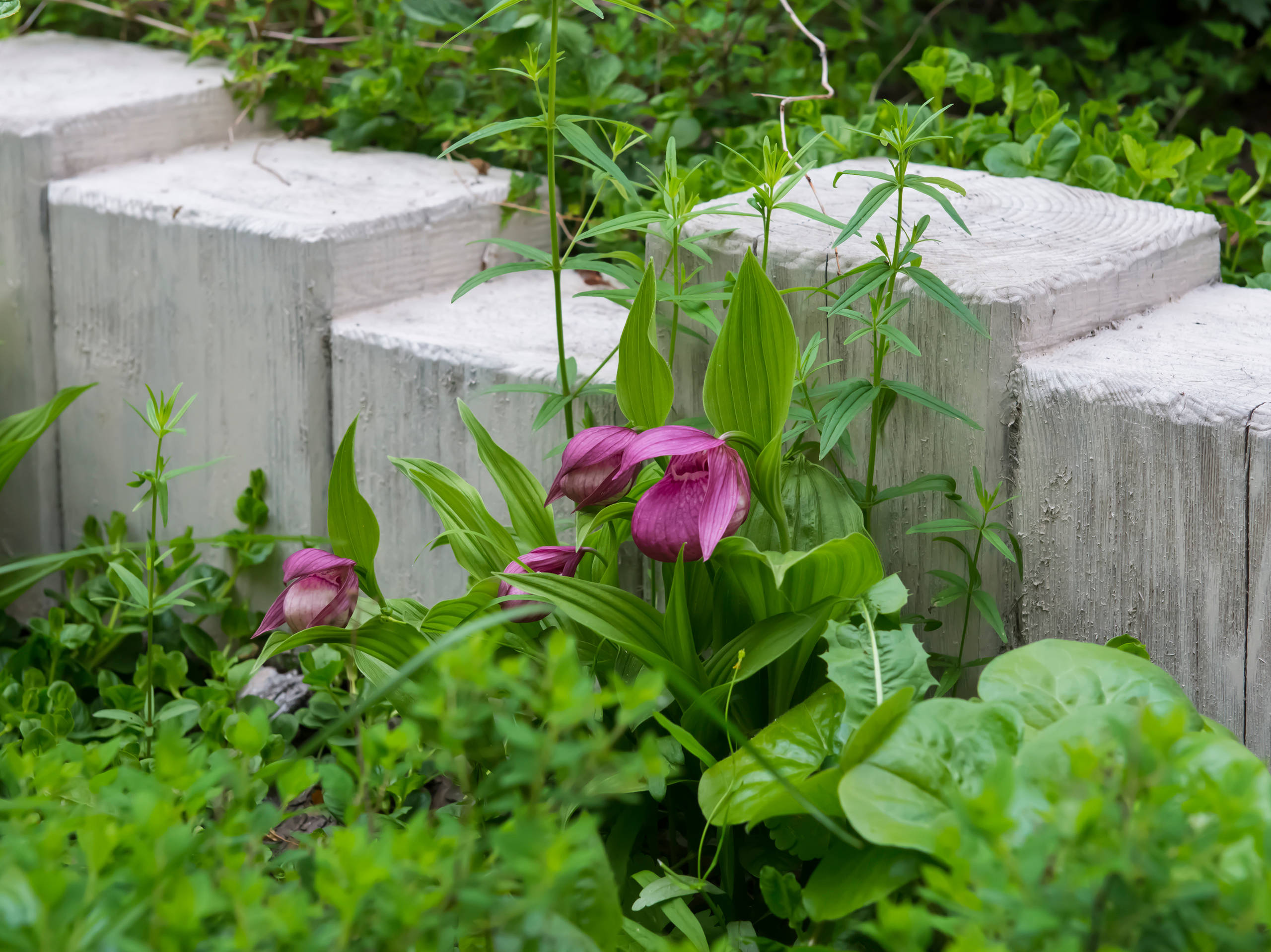 Проект недели: Трехлетний сад под Томском