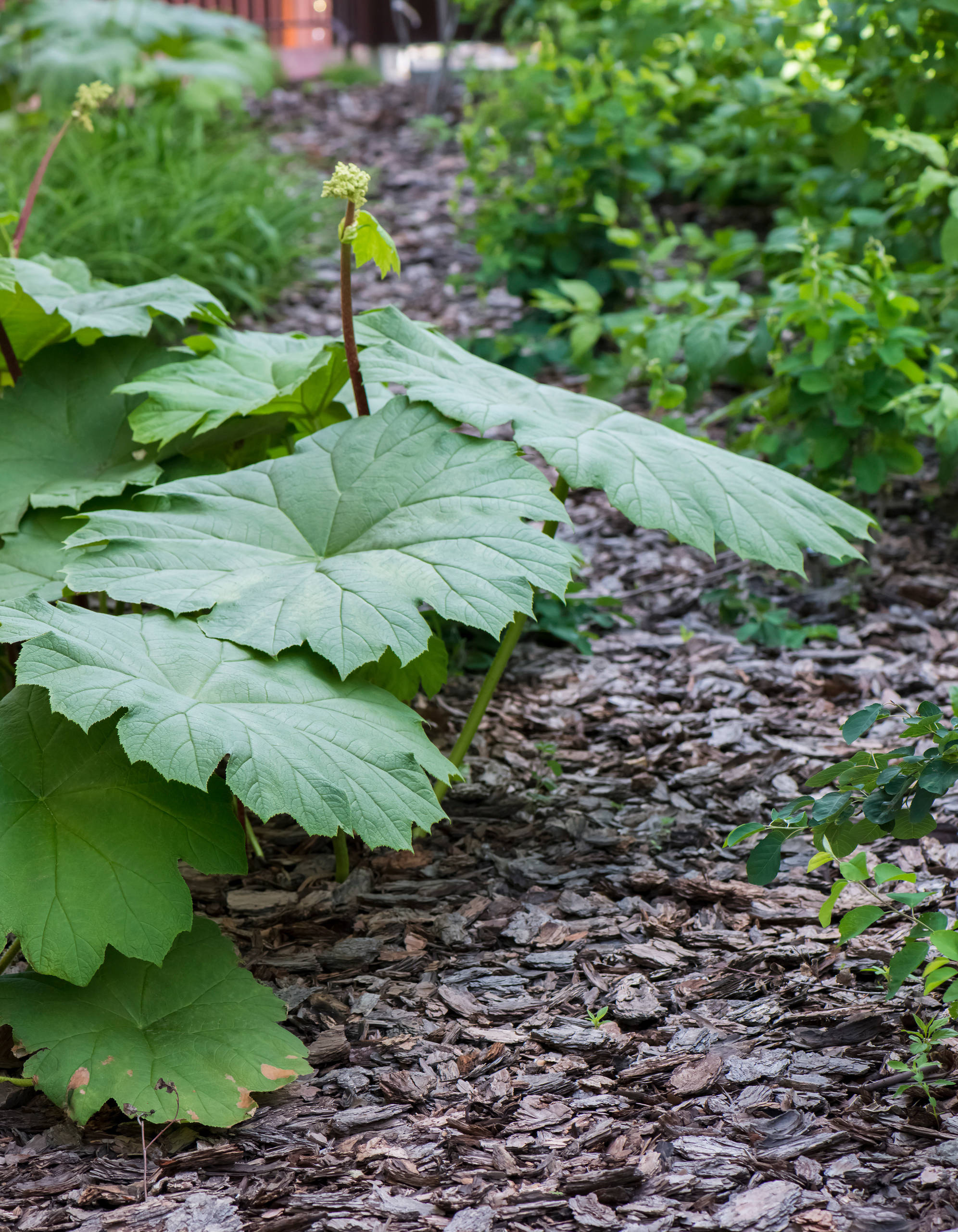 Проект недели: Трехлетний сад под Томском