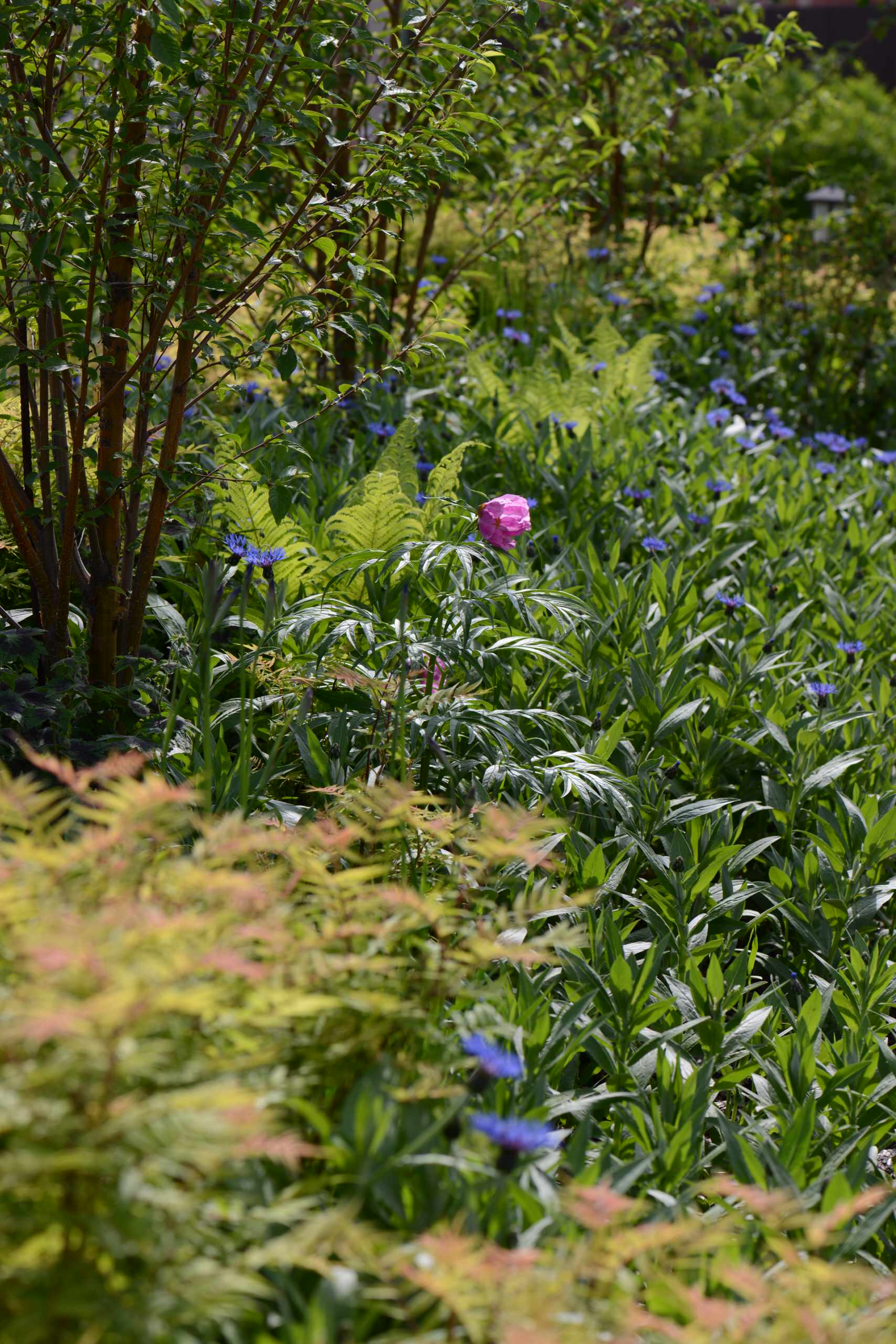 Проект недели: Трехлетний сад под Томском