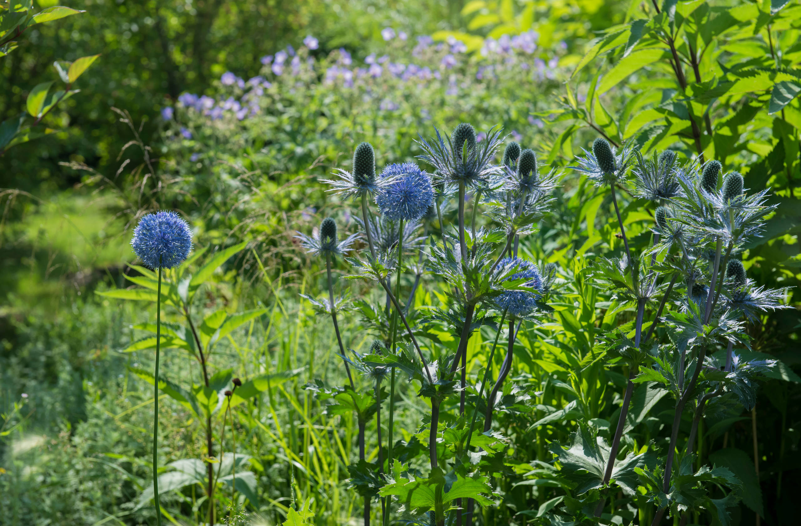 Проект недели: Трехлетний сад под Томском