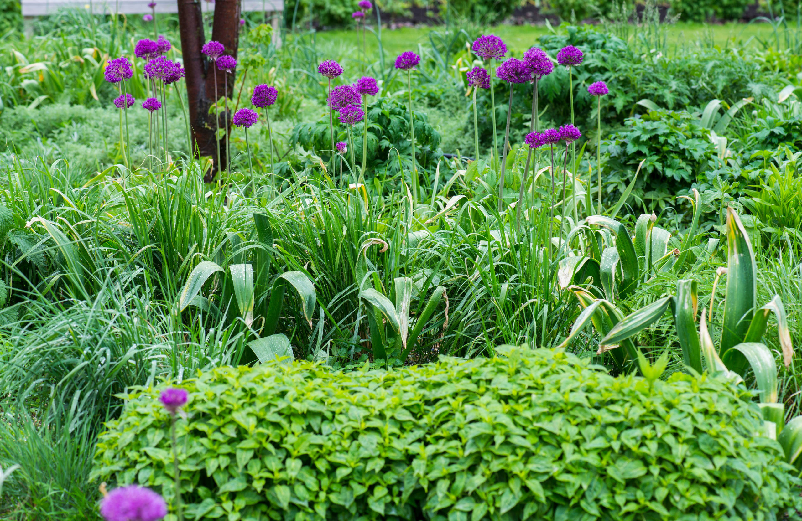 Проект недели: Трехлетний сад под Томском