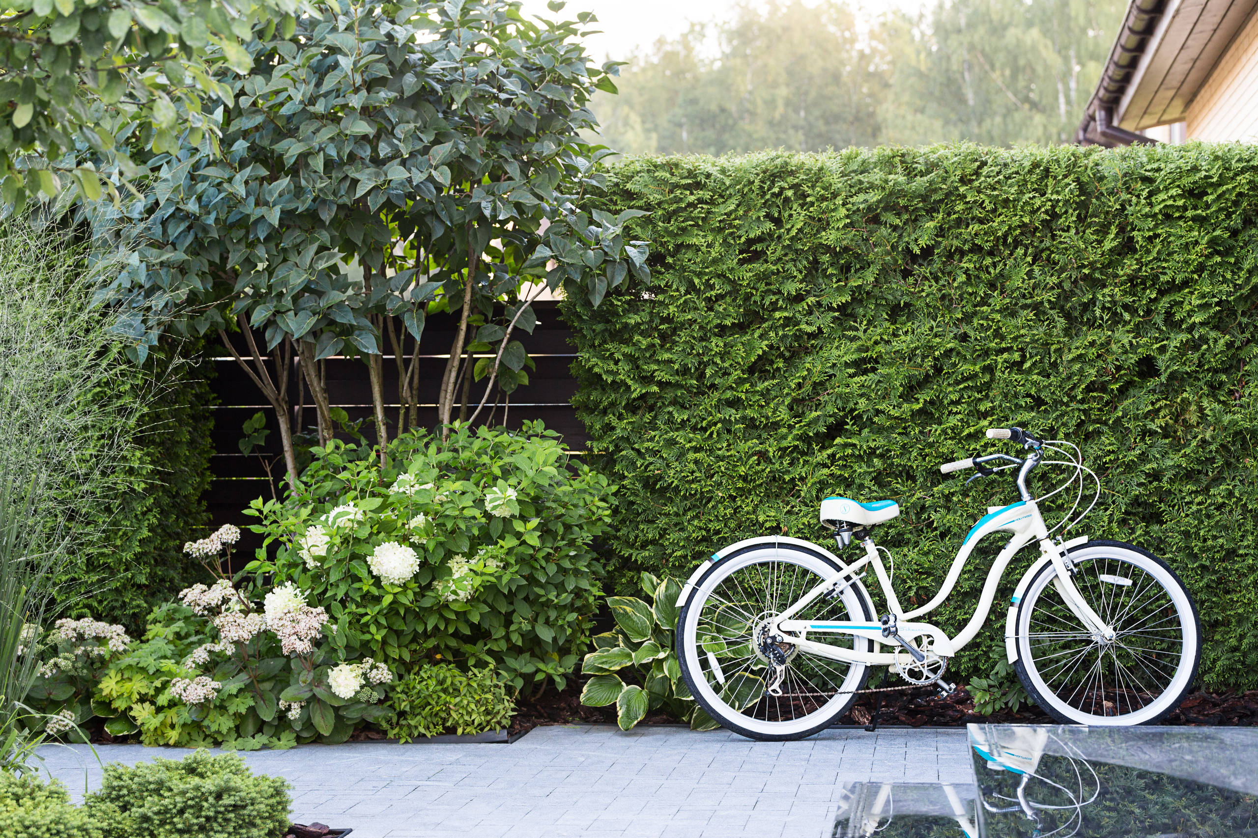 Как правильно: Выбрать и посадить сирень в своем саду