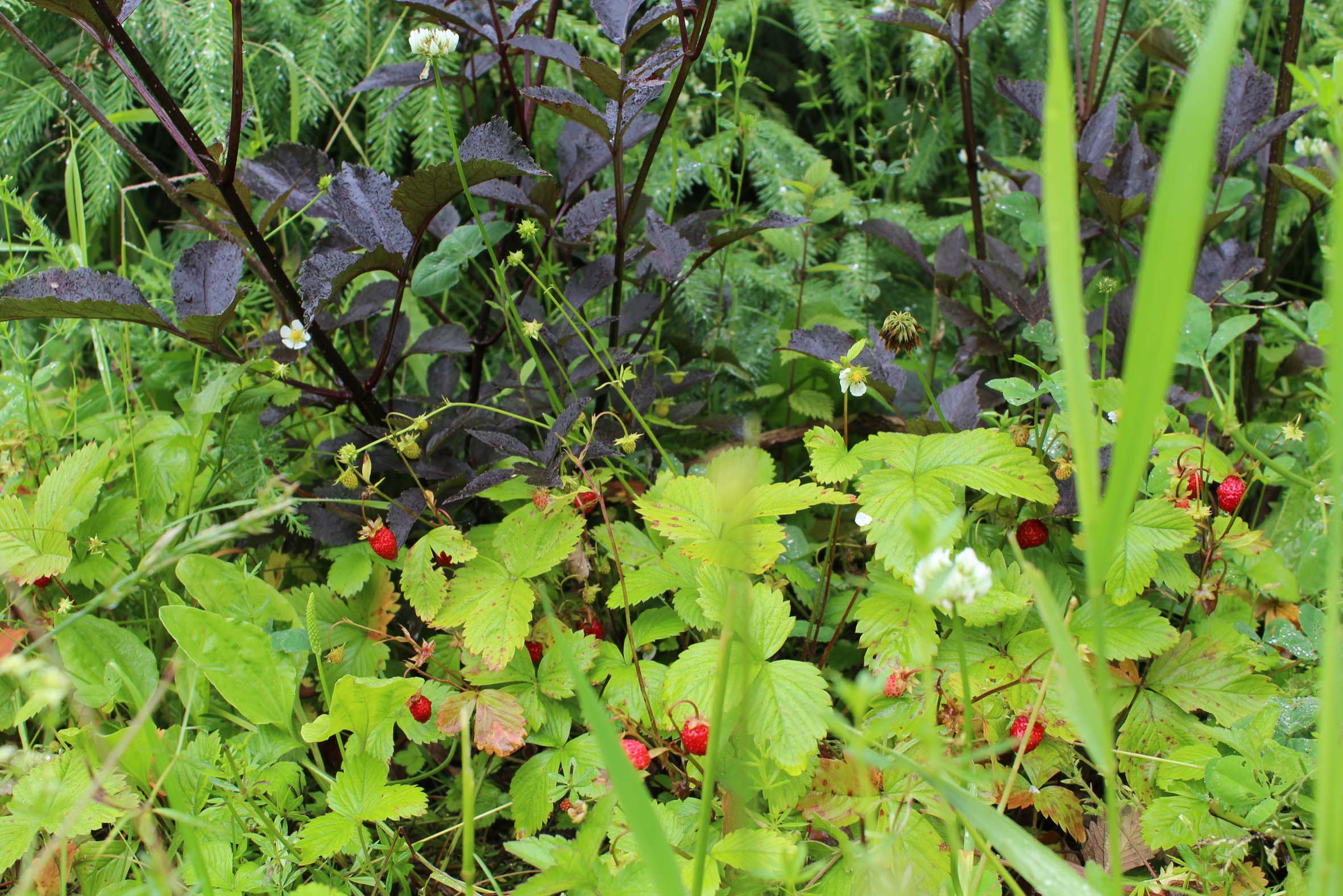 Level Up: Создаем сад после недавней постройки дома