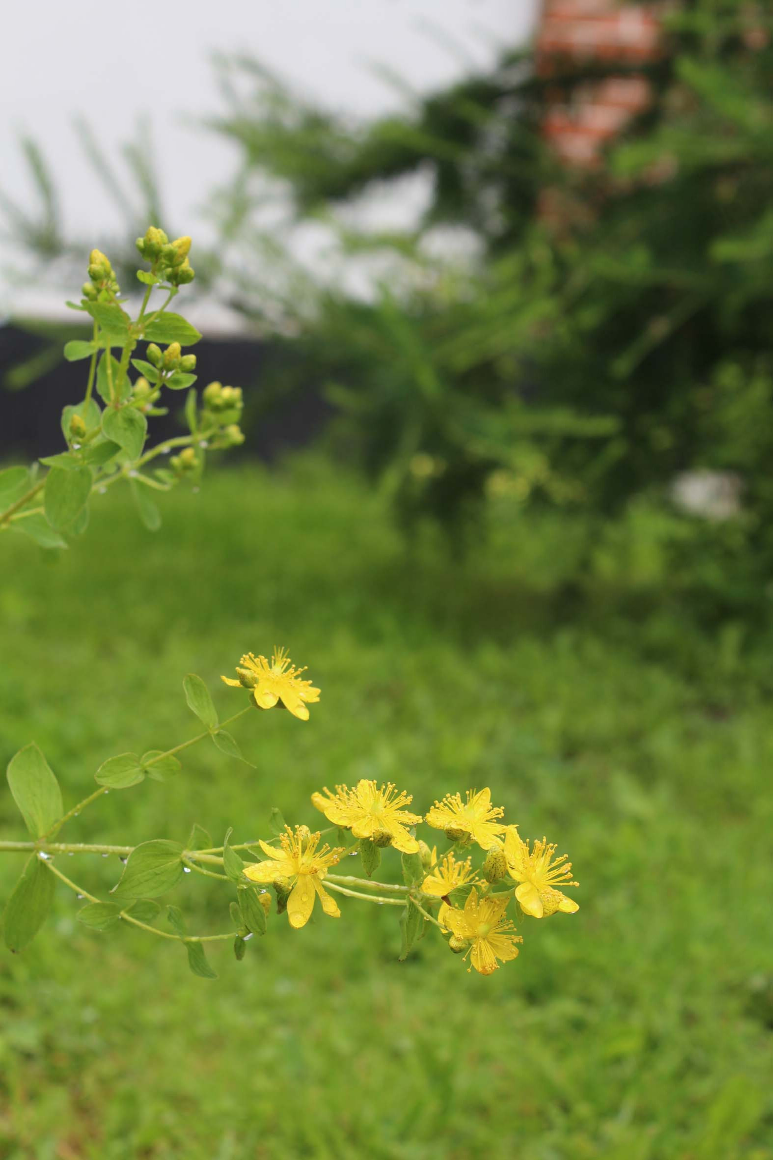 Как правильно: Составить травяной чай