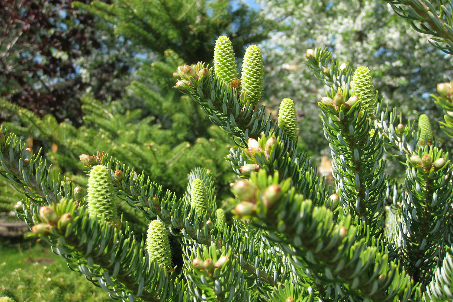 5 дизайн-решений для сада, от которых чаще всего отказываются