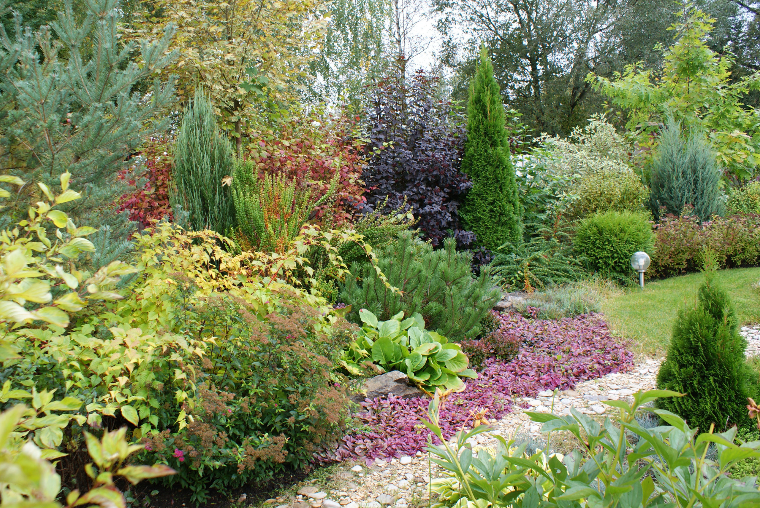 В закладки: Быстрорастущие деревья и кустарники