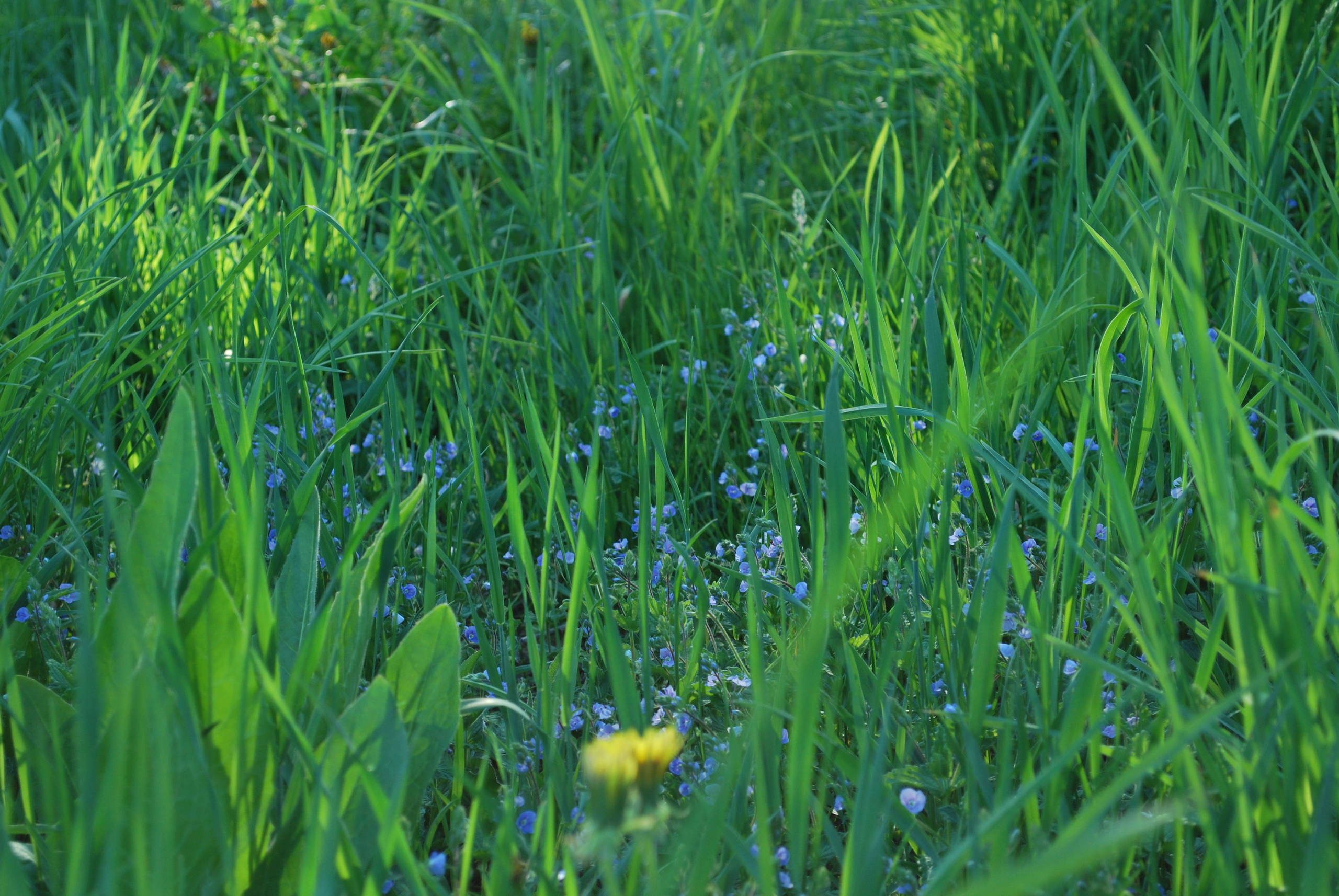 Вопрос: Чем заменить традиционный (партерный) газон