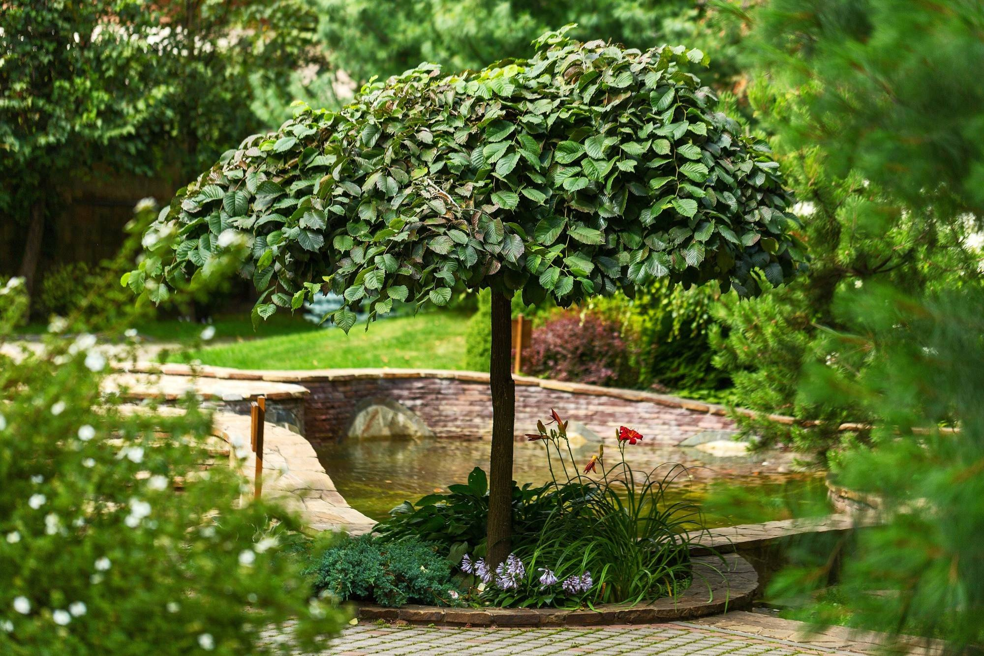 Принцип «изюм и тесто»: Как выбирать растения для сада